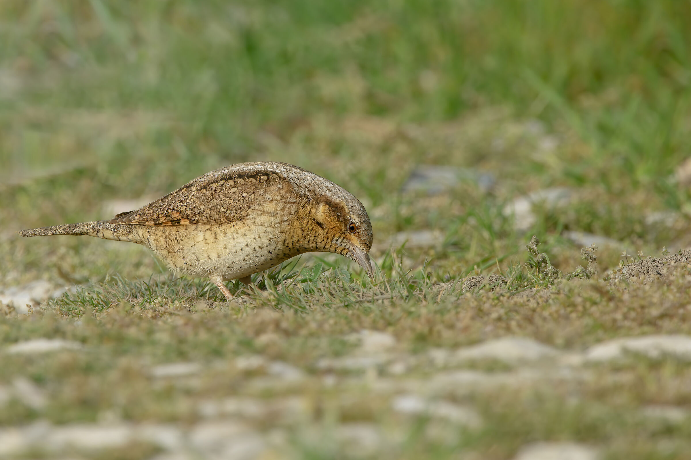 Torcicollo - (Jynx torquilla)