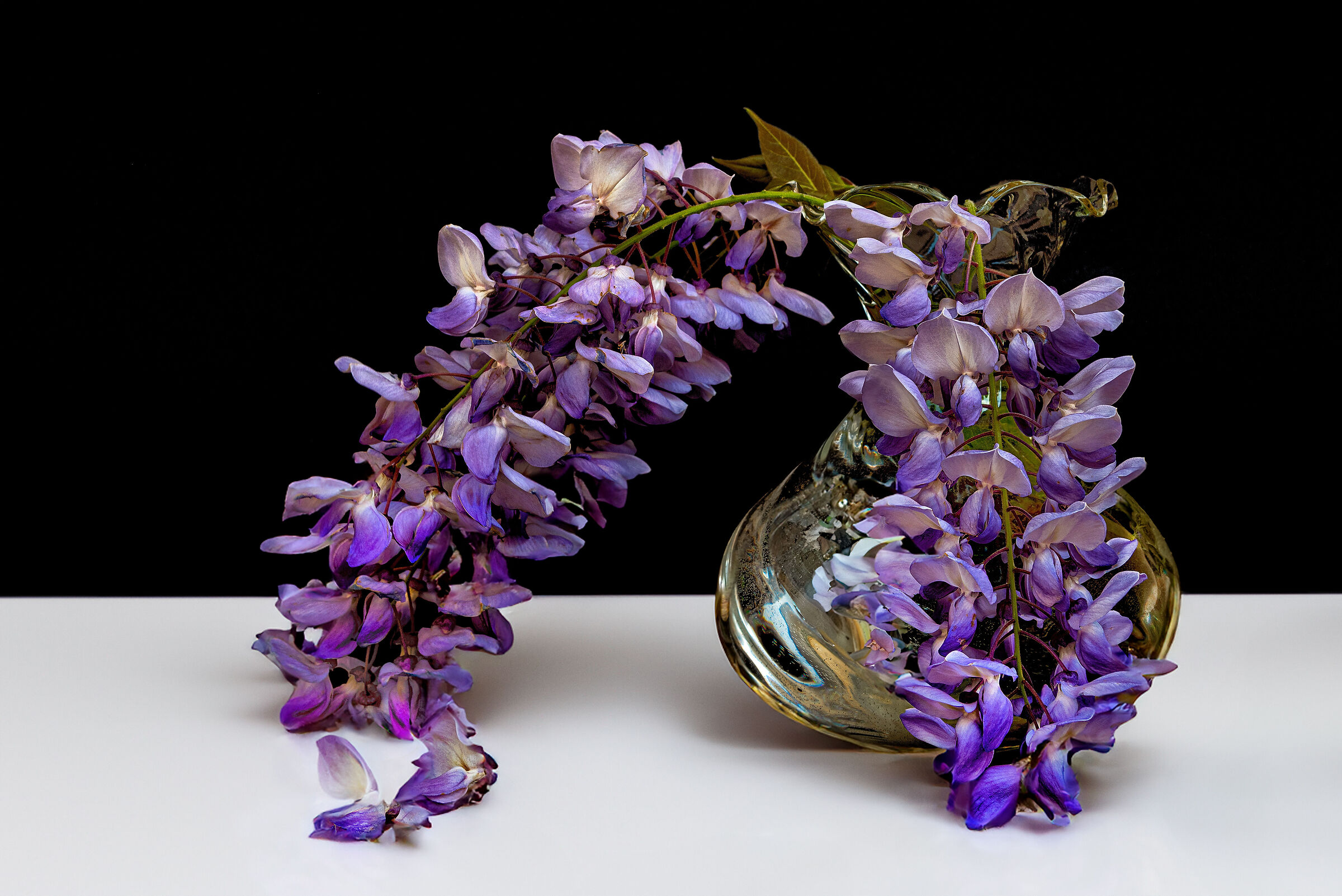 Wisteria, the talisman against adversity ...