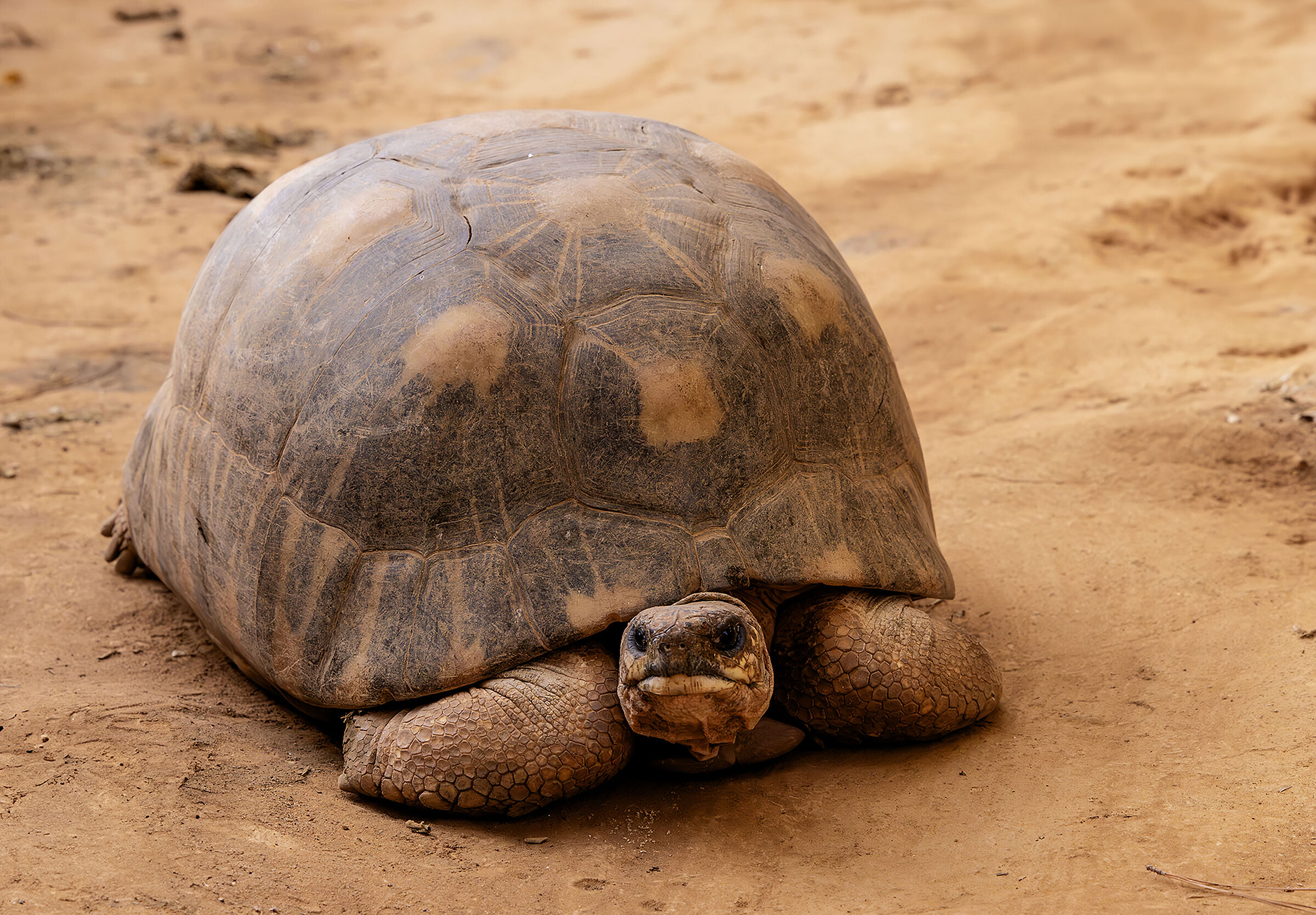 giant turtle from Madagascar