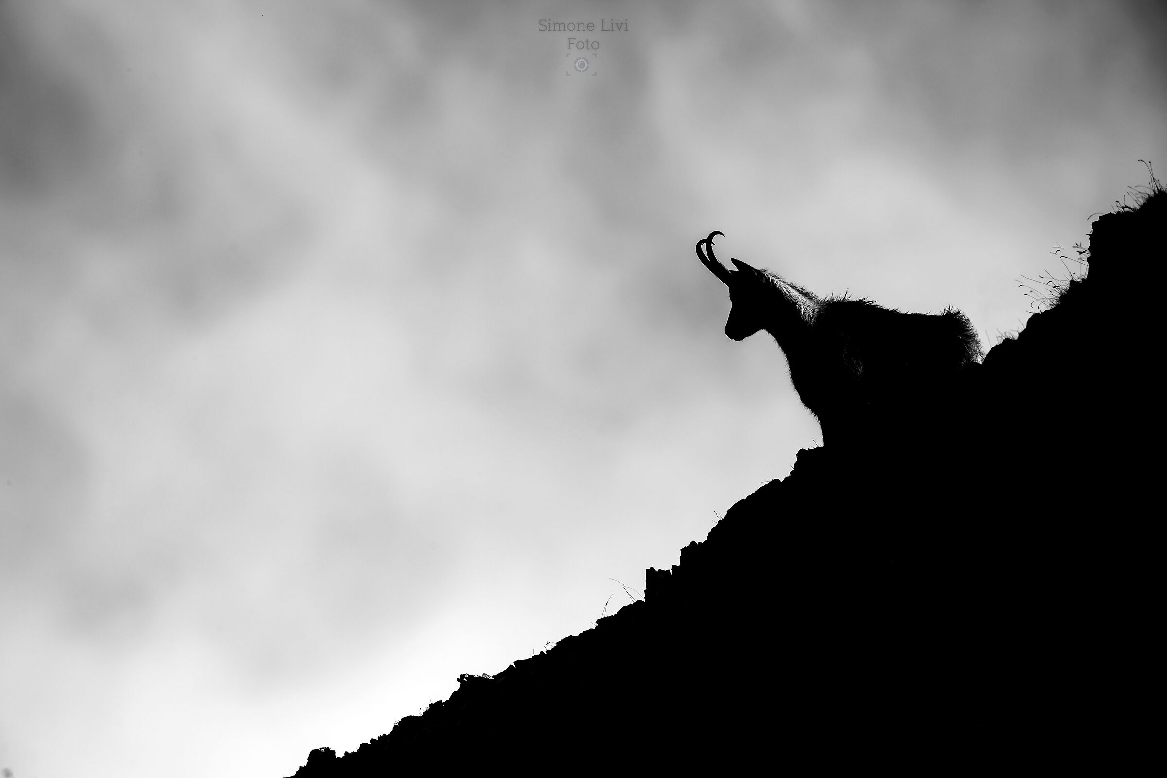 Apennine chamois