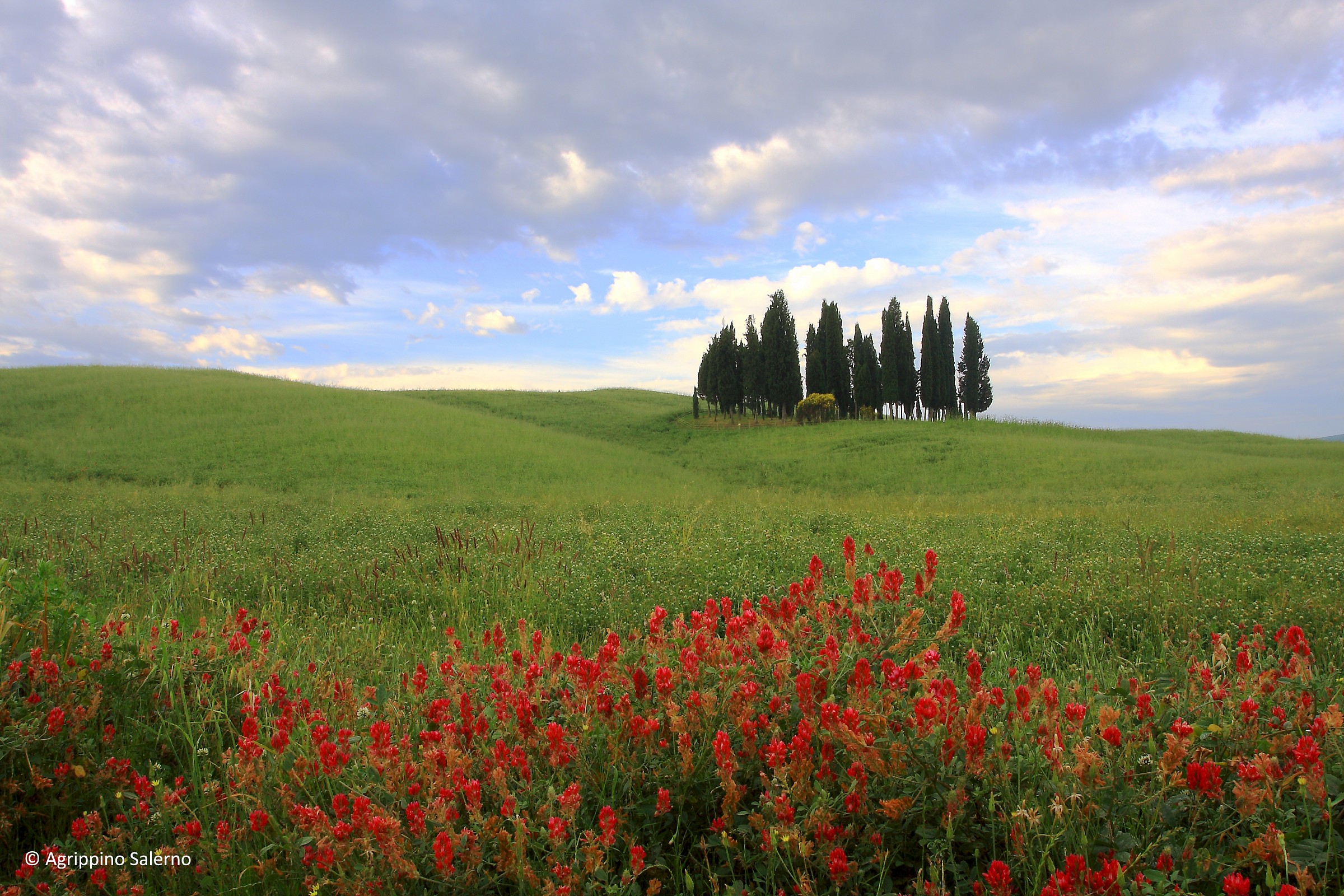 Cypress grove in Val d'Orcia
