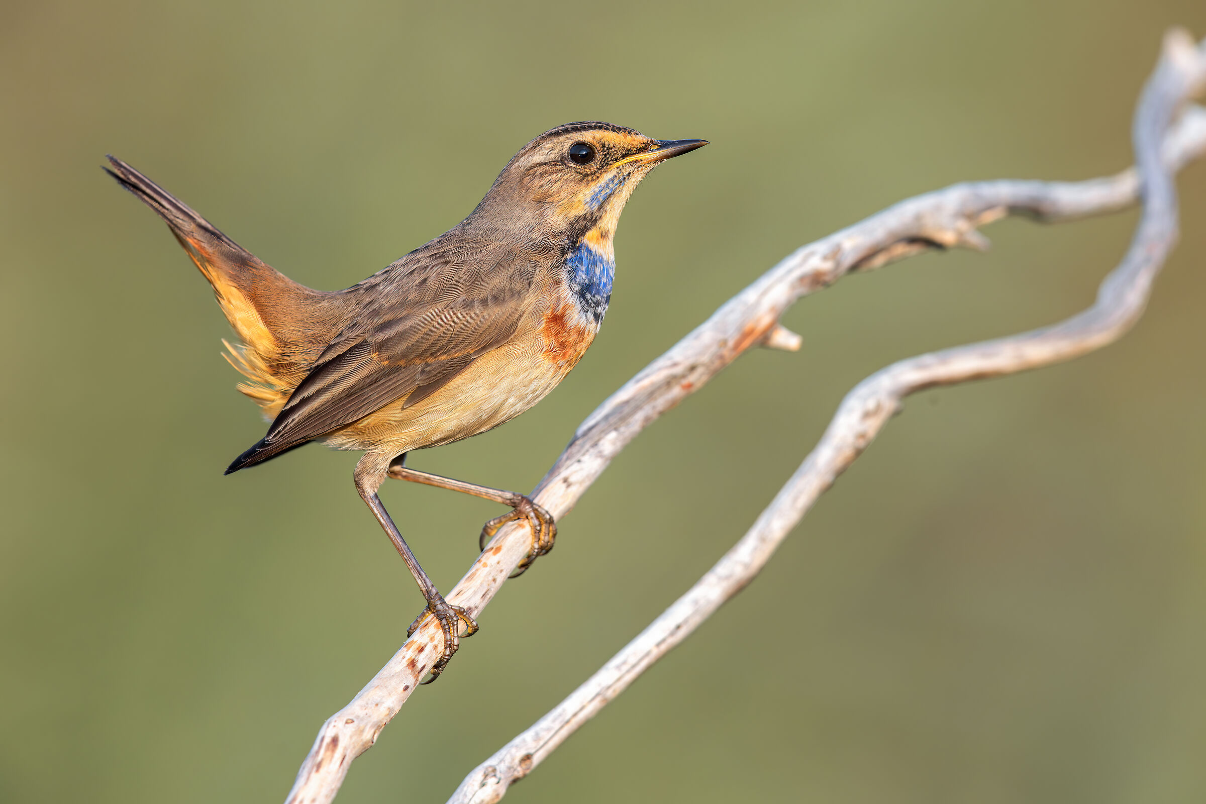 Bluethroat