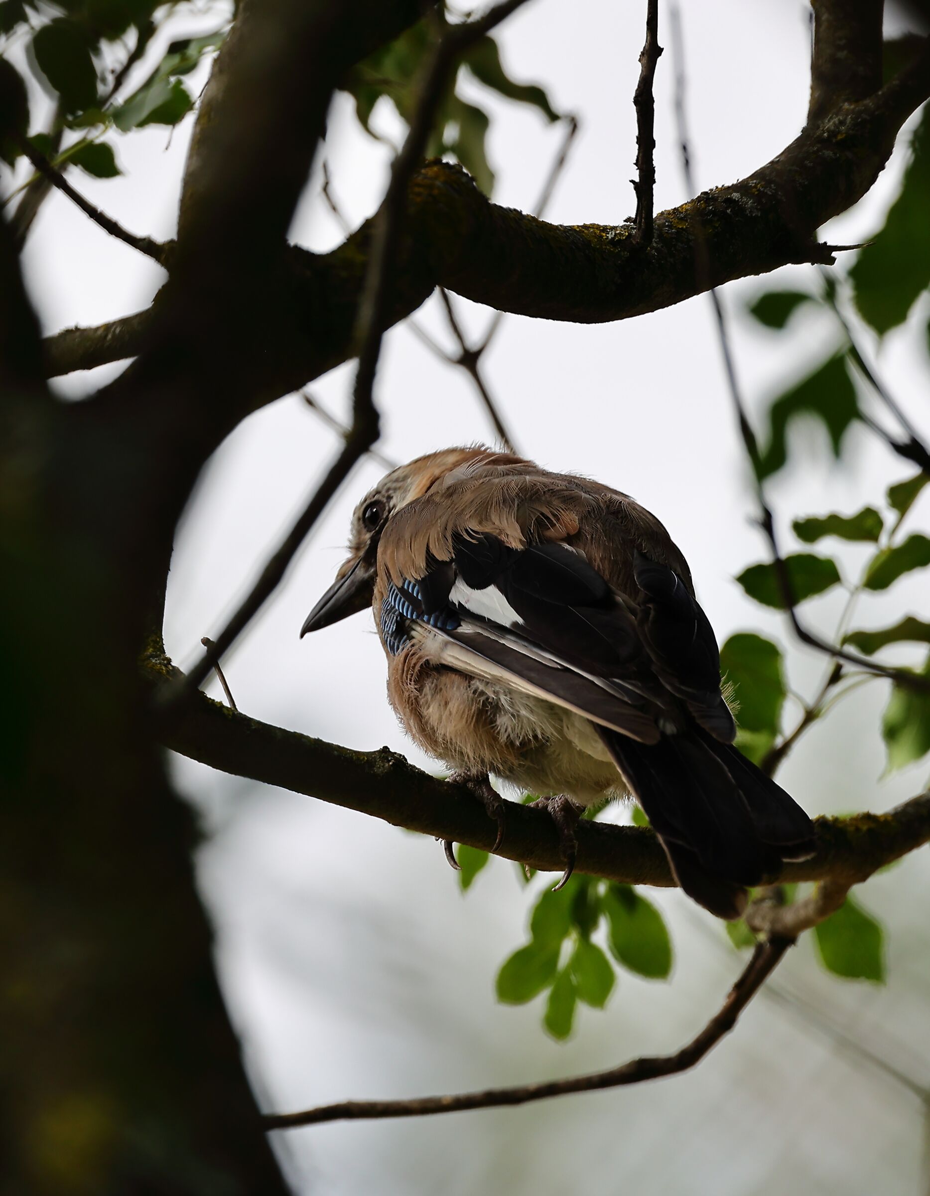La ghiandaia cittadina