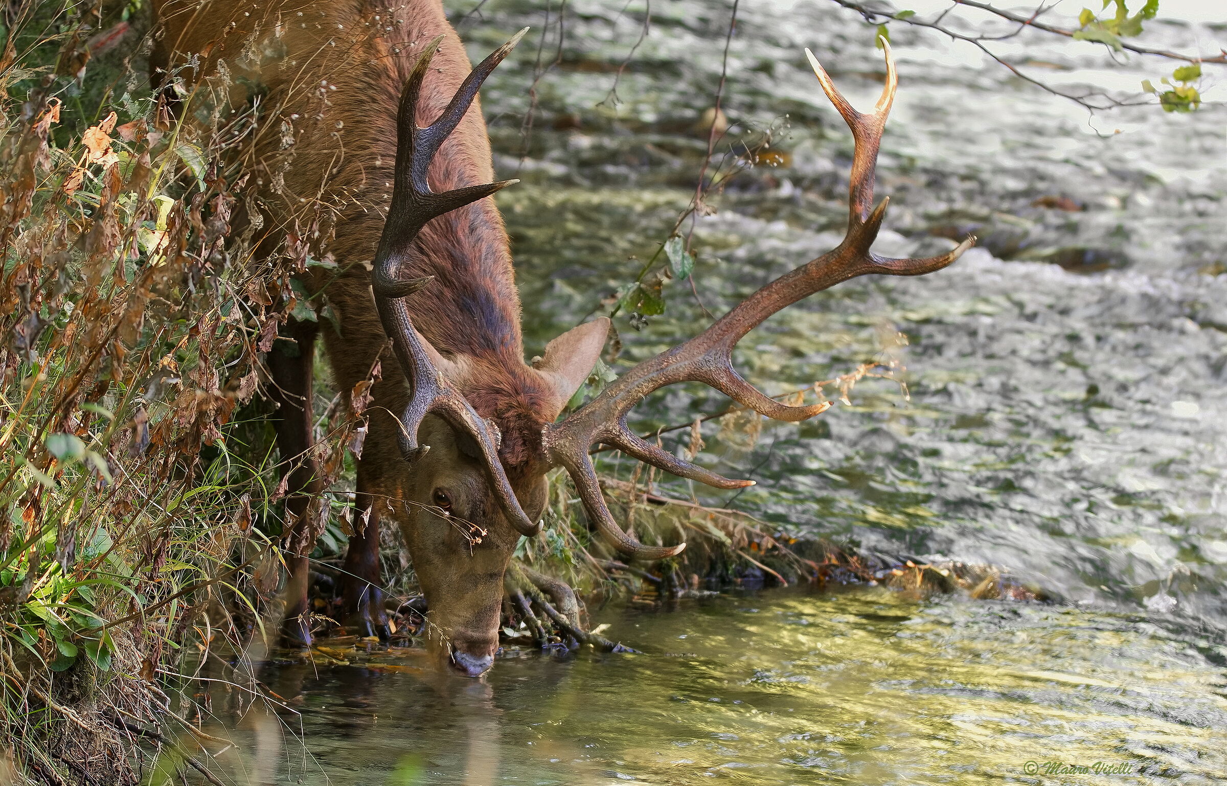 The watering of the deer