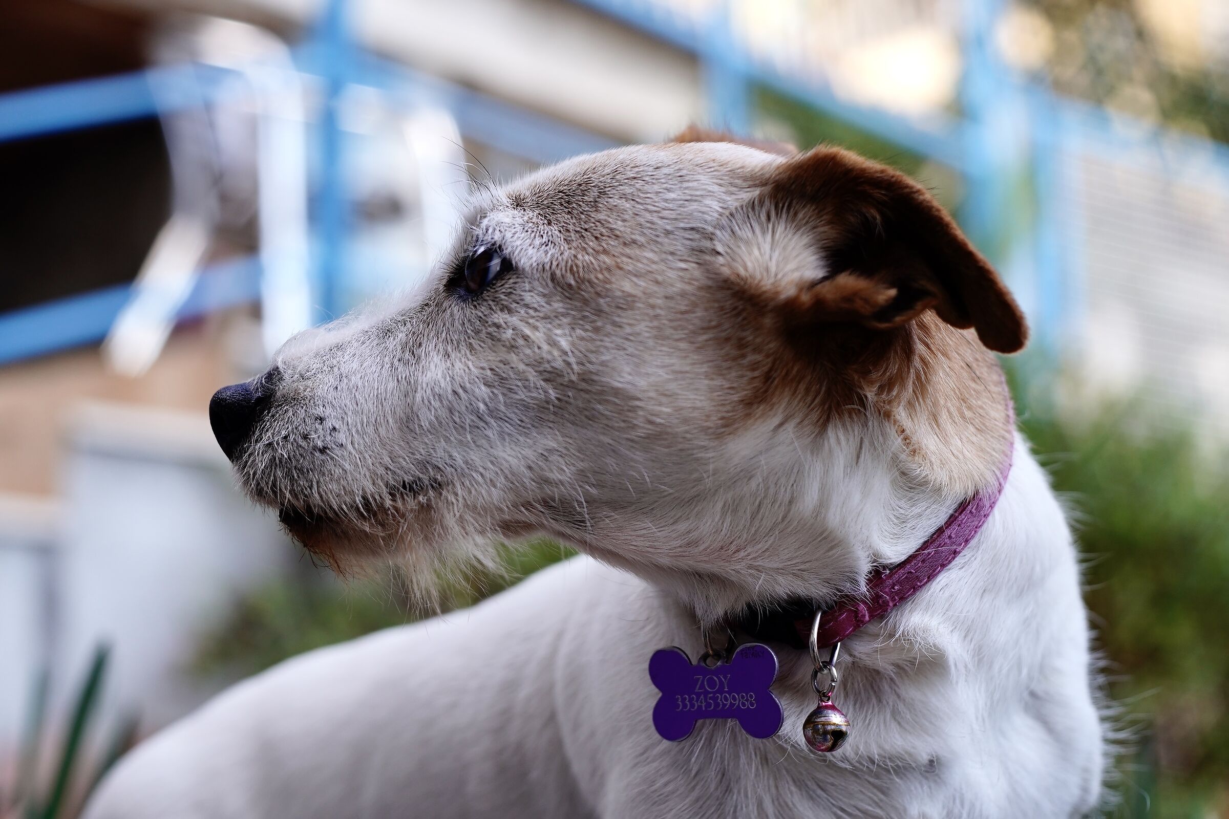 Zoy and Oreston from 50 euros..!!