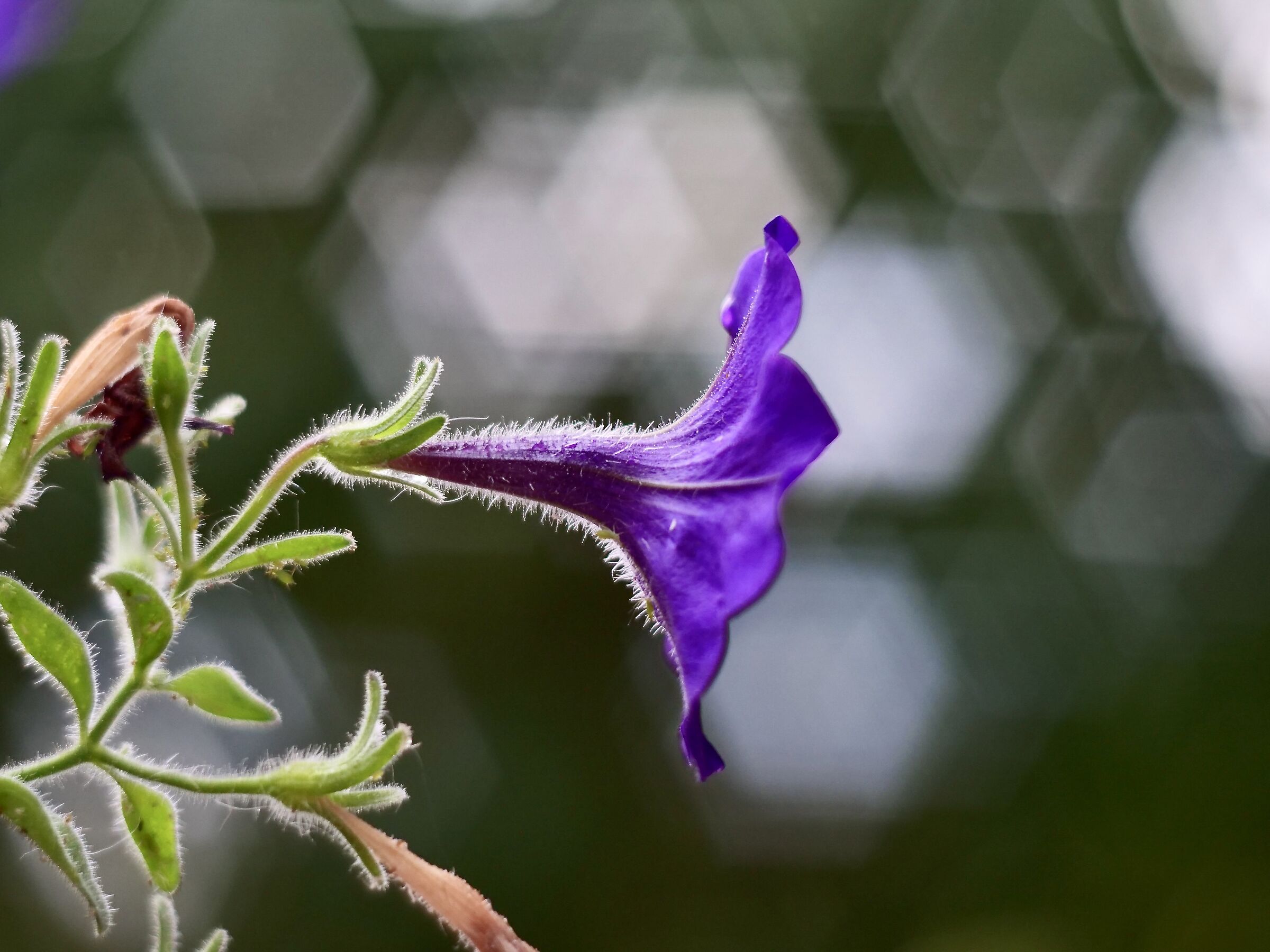 Garden Bells and Oreston