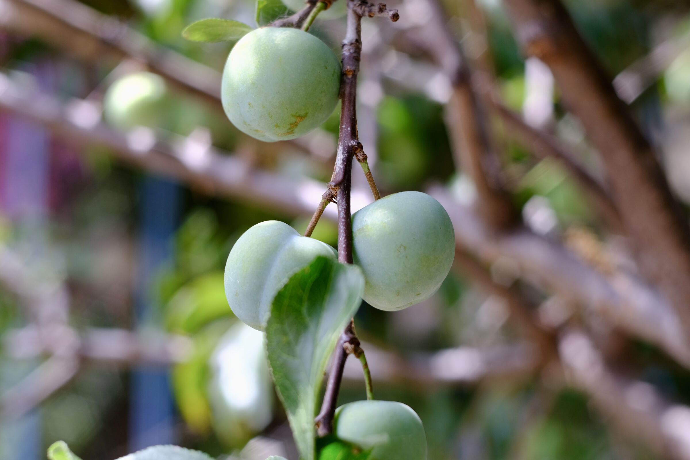 Queen Claudia and Oreston plums