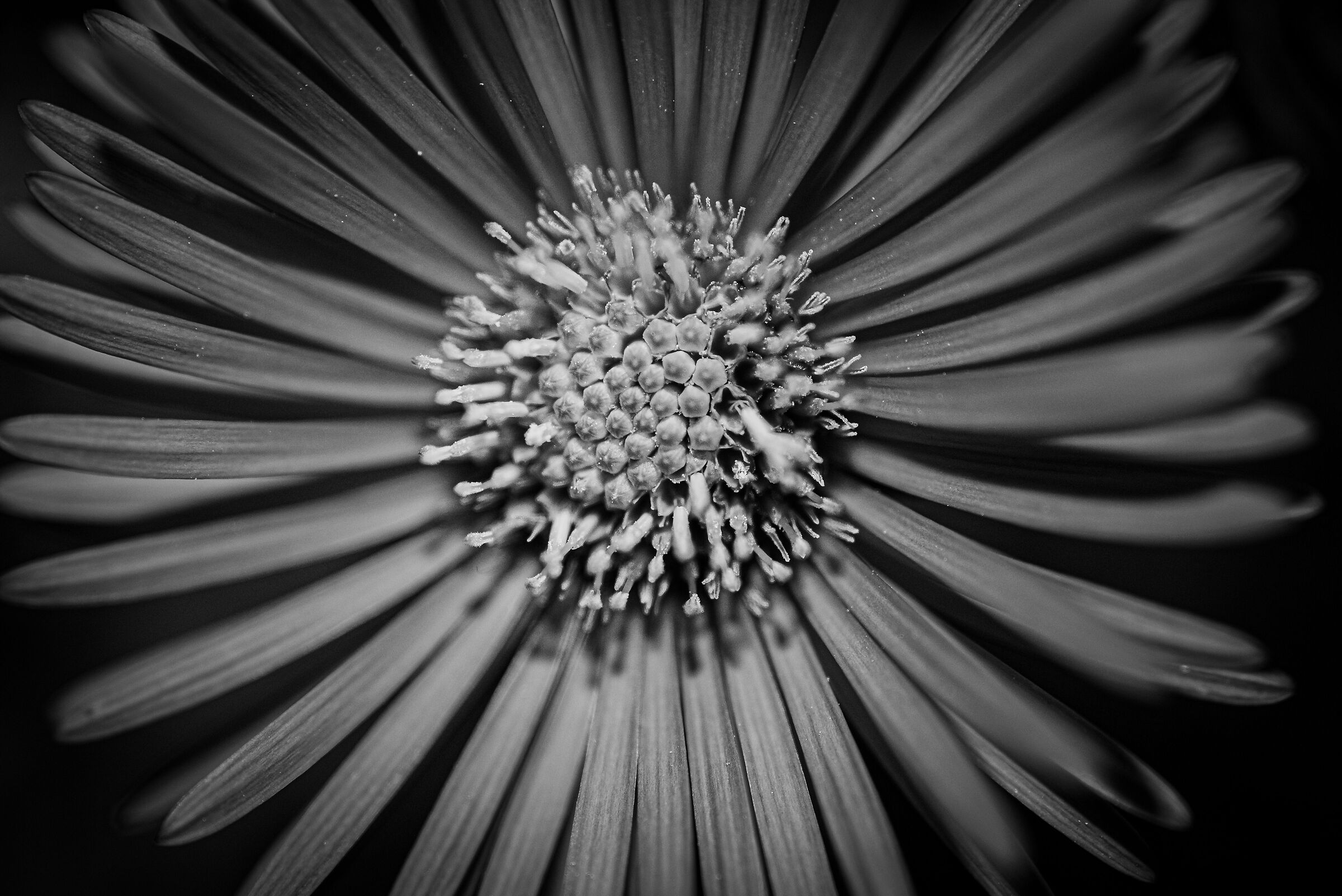black and white flower
