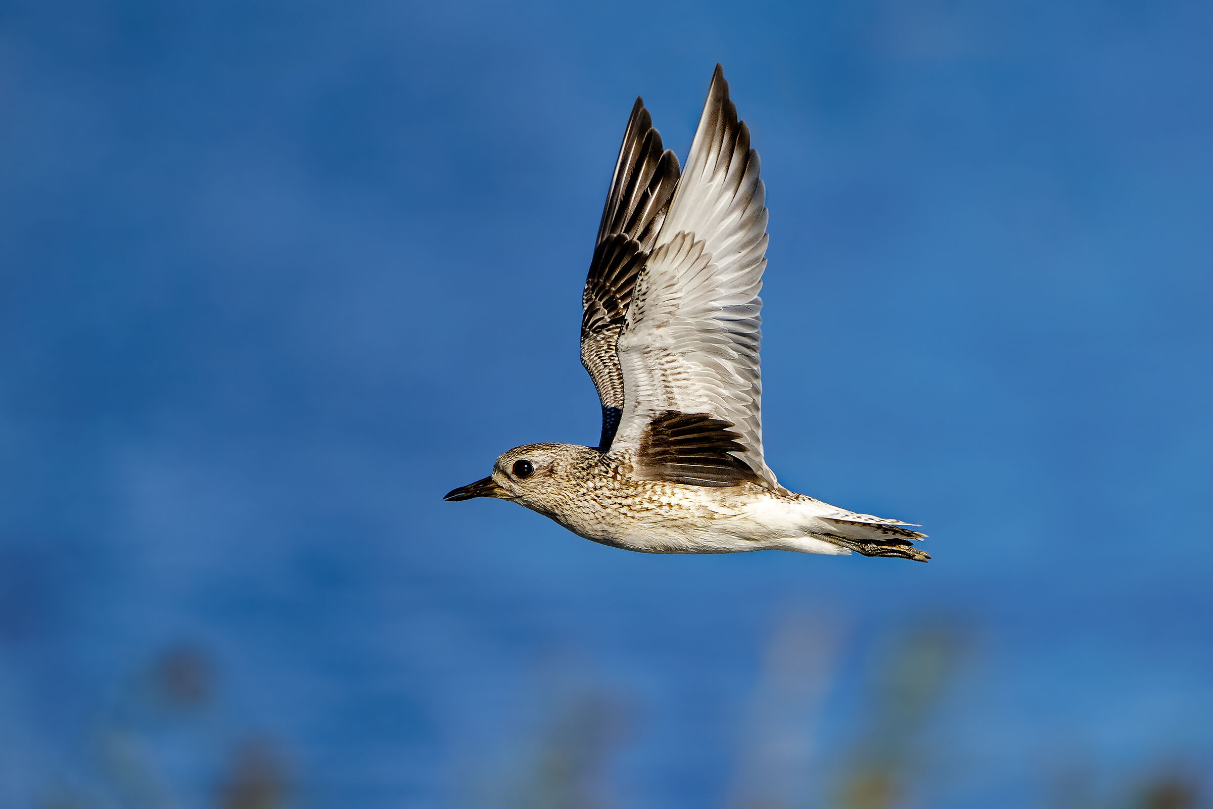 Grey plover