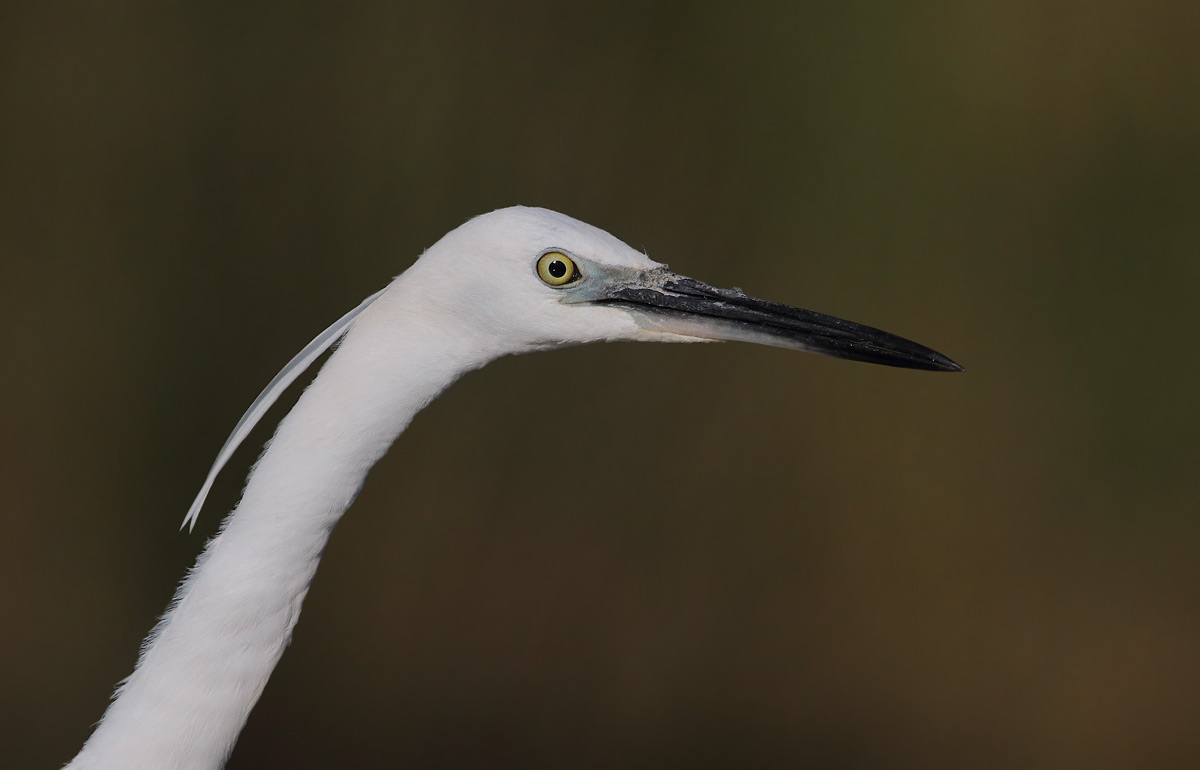 egret