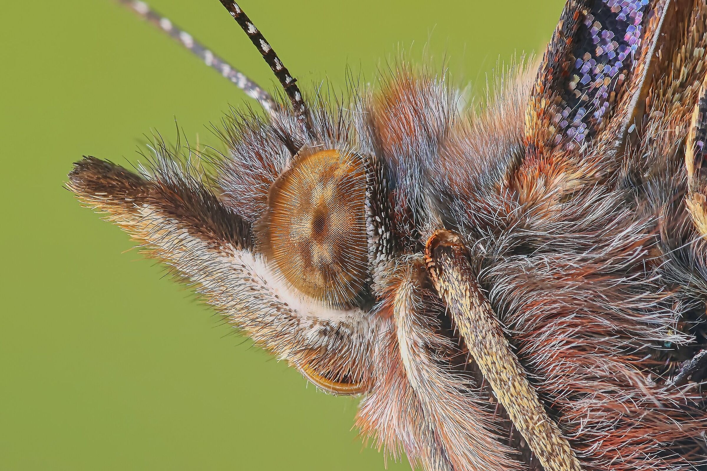 Vanessa atalanta
