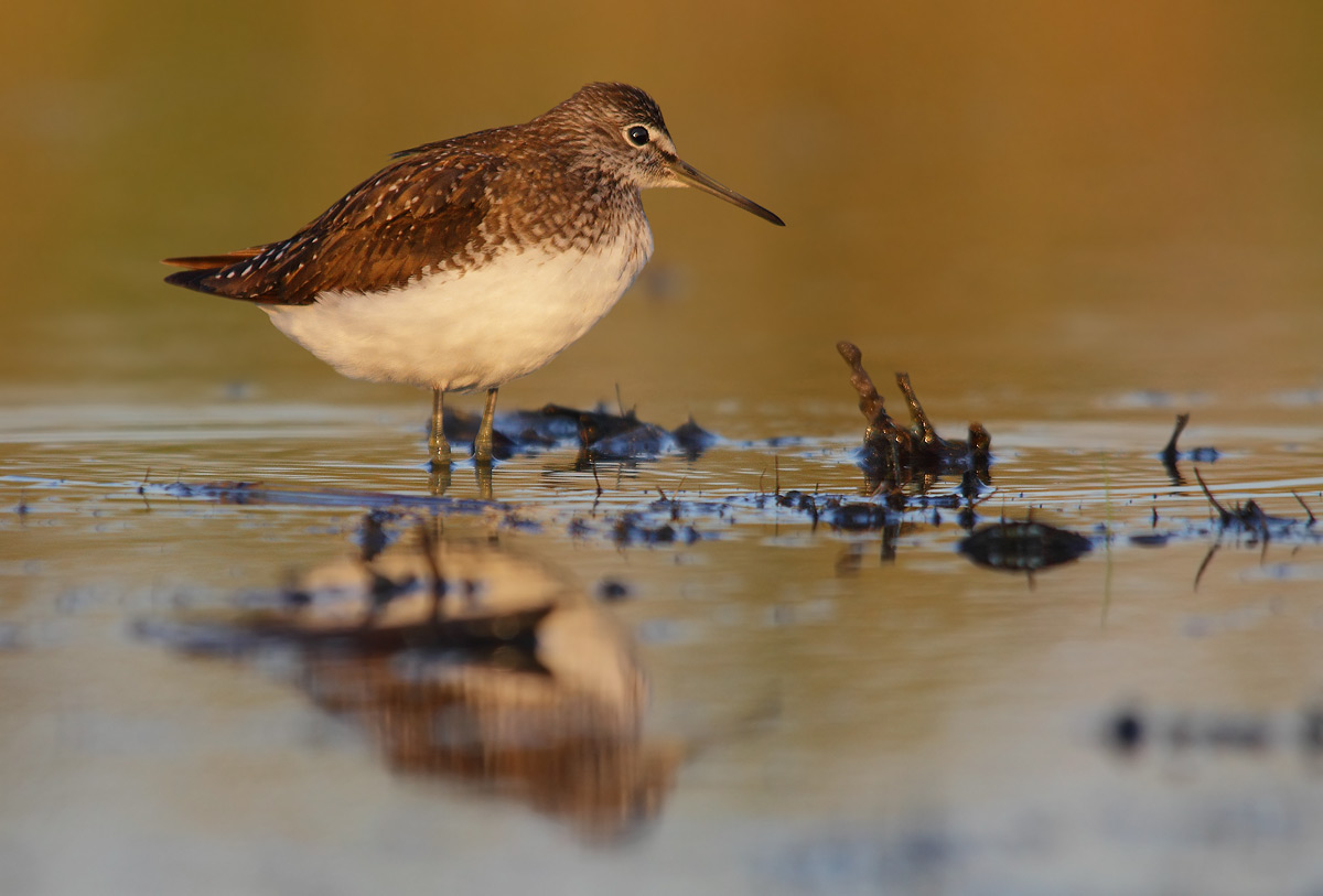 Green Sandpiper