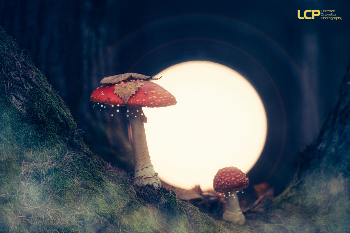 Fantasy Dawn
