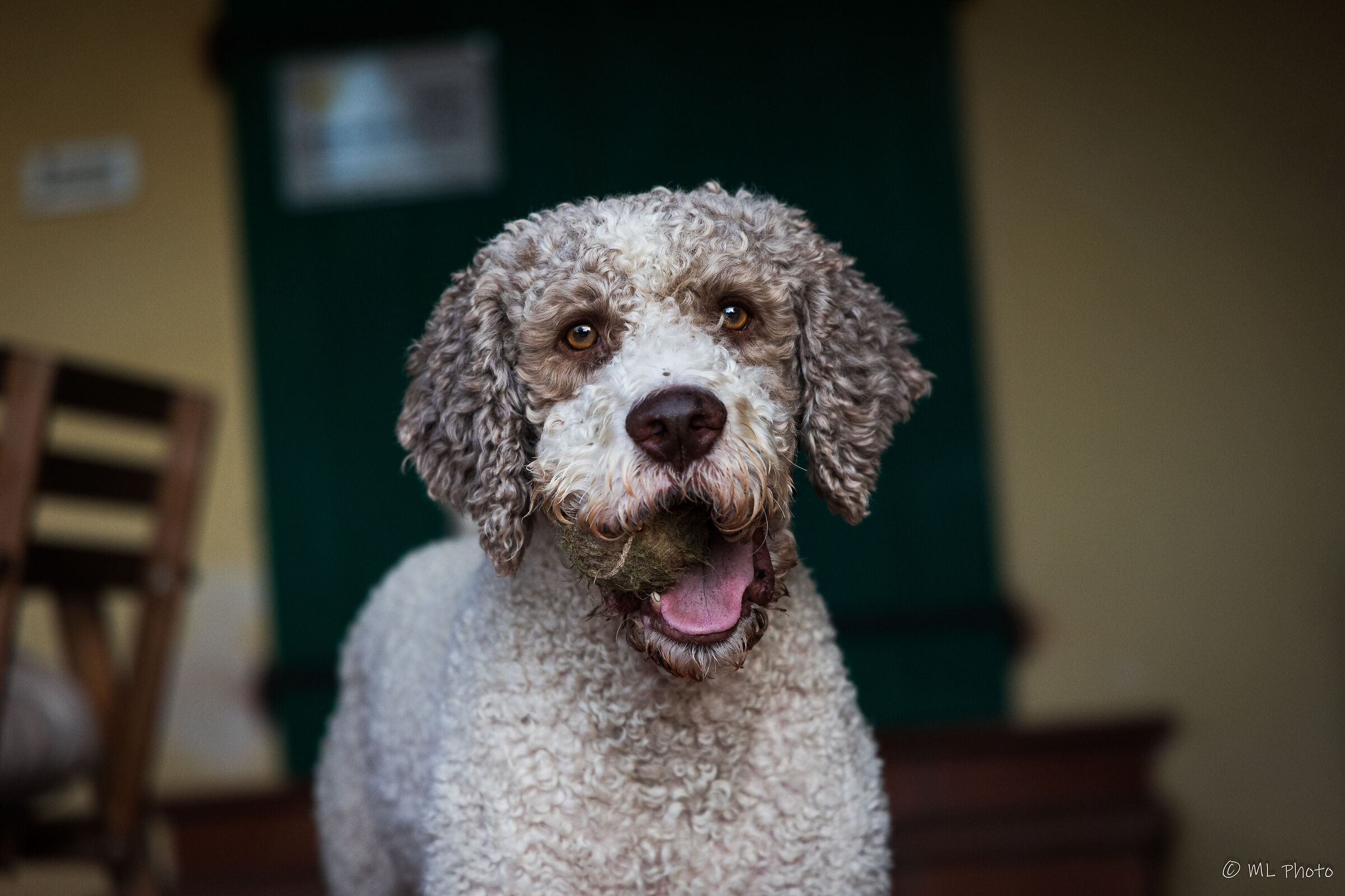 Boss the Lagotto