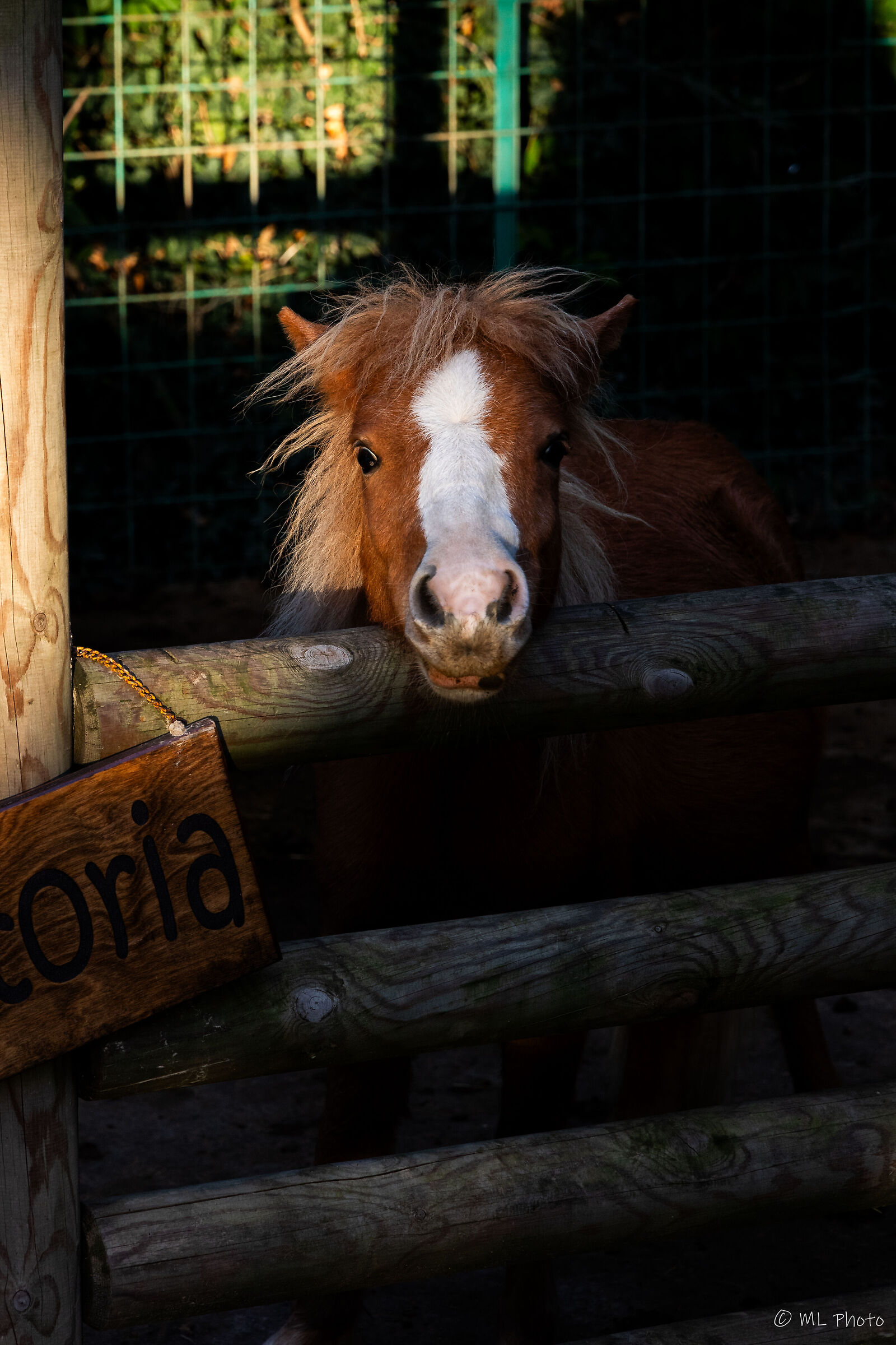 My little pony