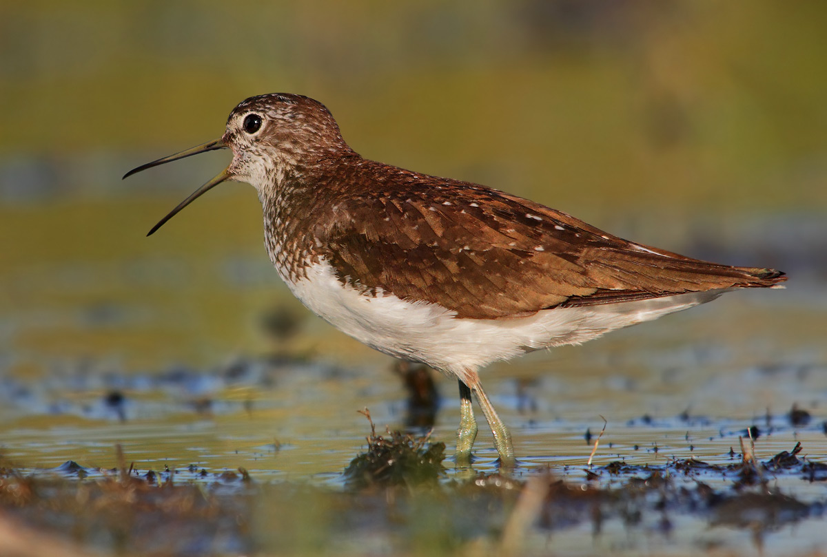 Green Sandpiper