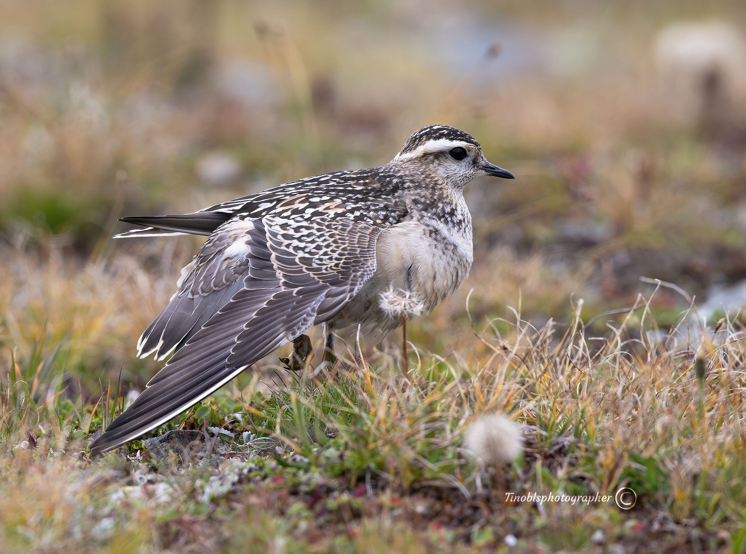 Tortolino Plover (Charadrius morinellus)