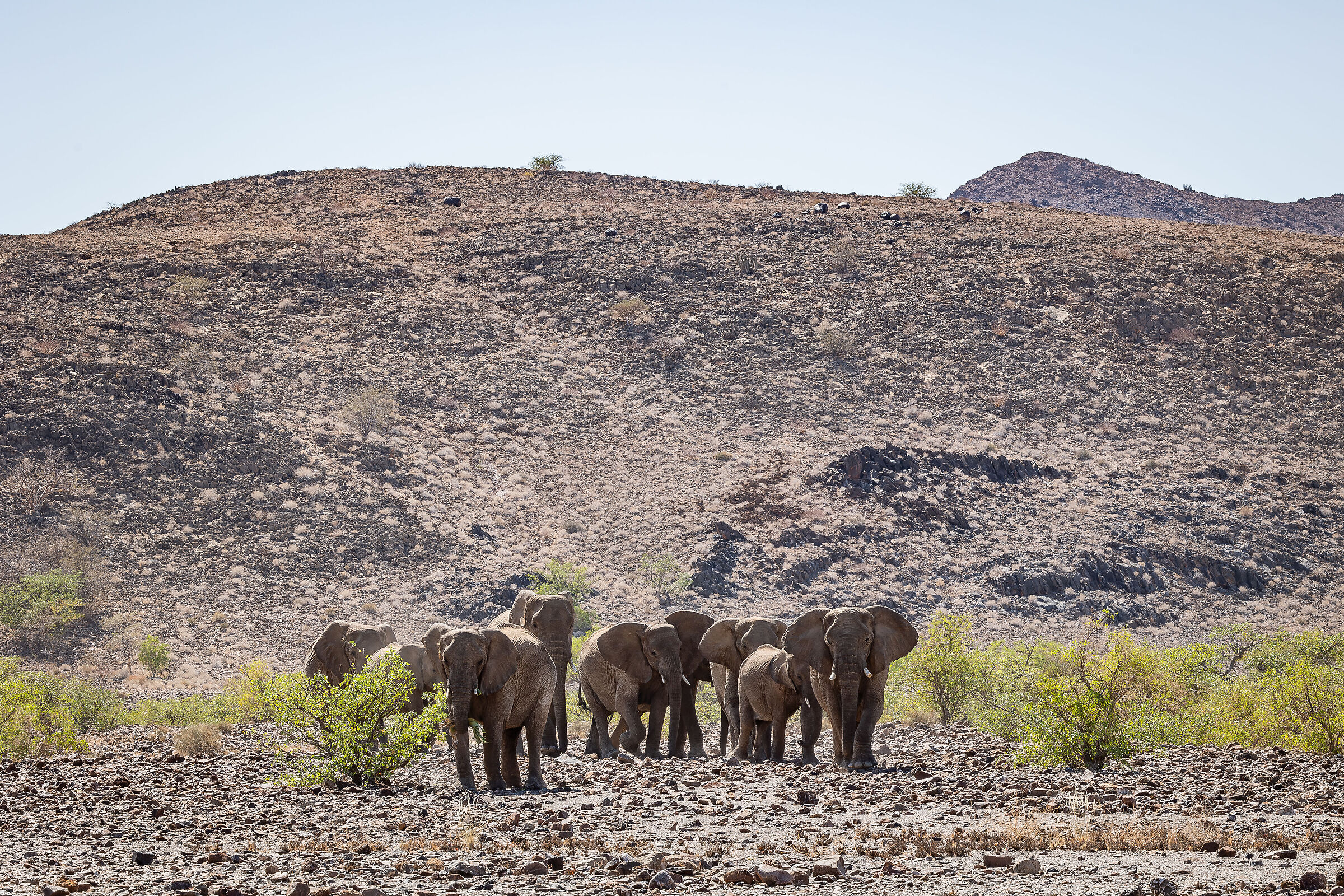 Desert Elephants