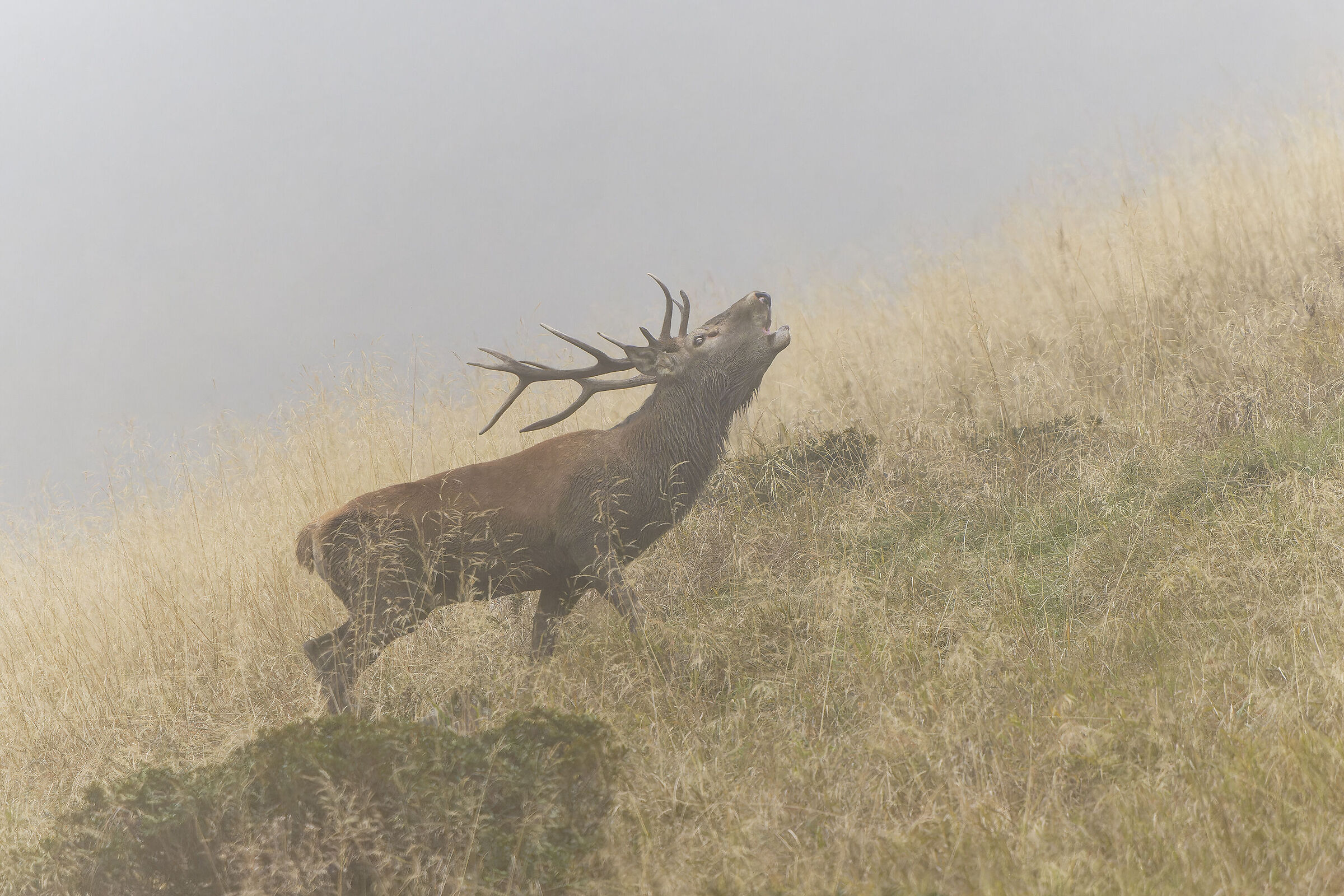 Misty Roar