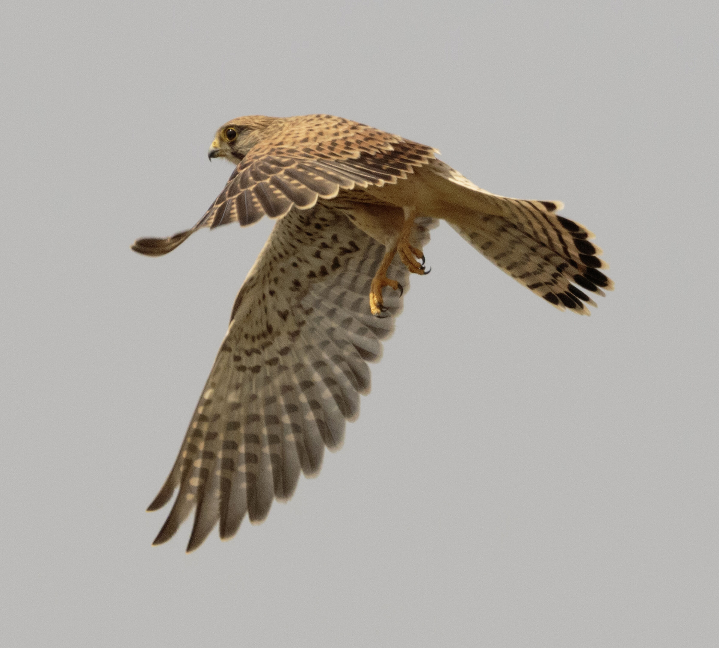 Female kestrel in flight Senago MI 10/08/2024