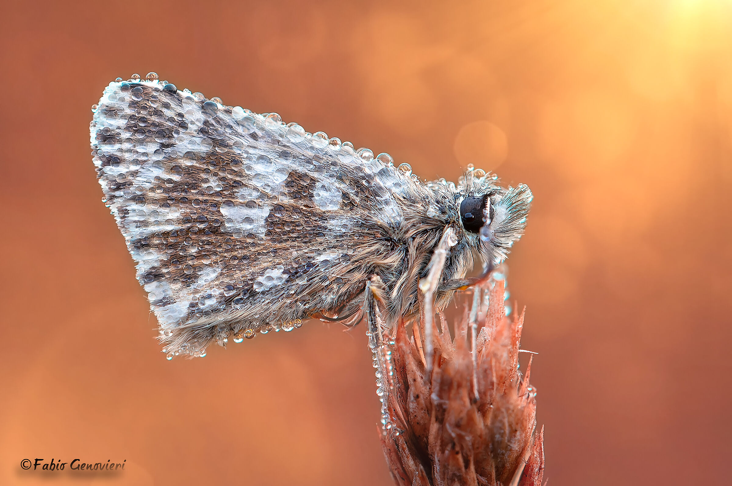 Pyrgus Malvoides