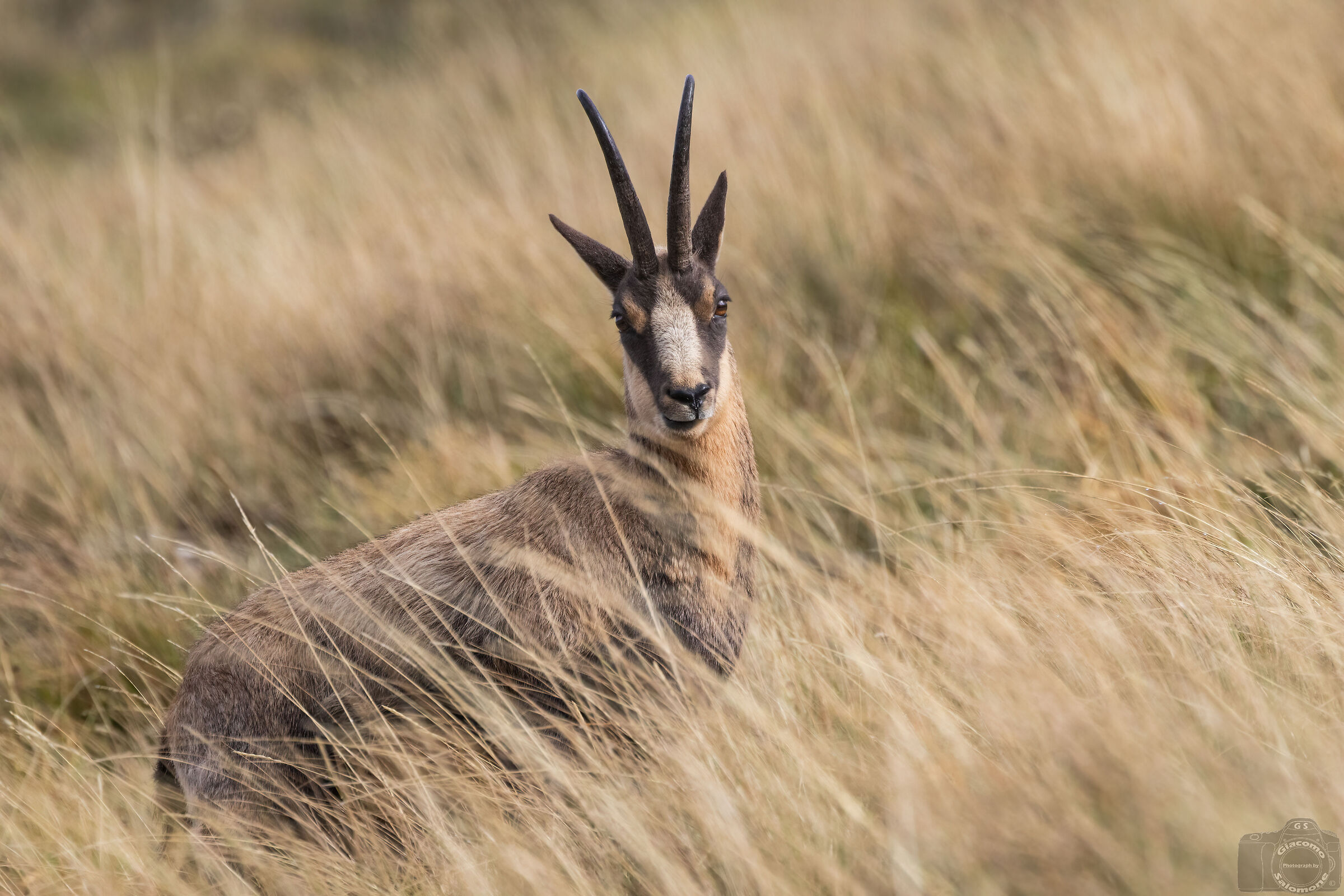 Apennine chamois.