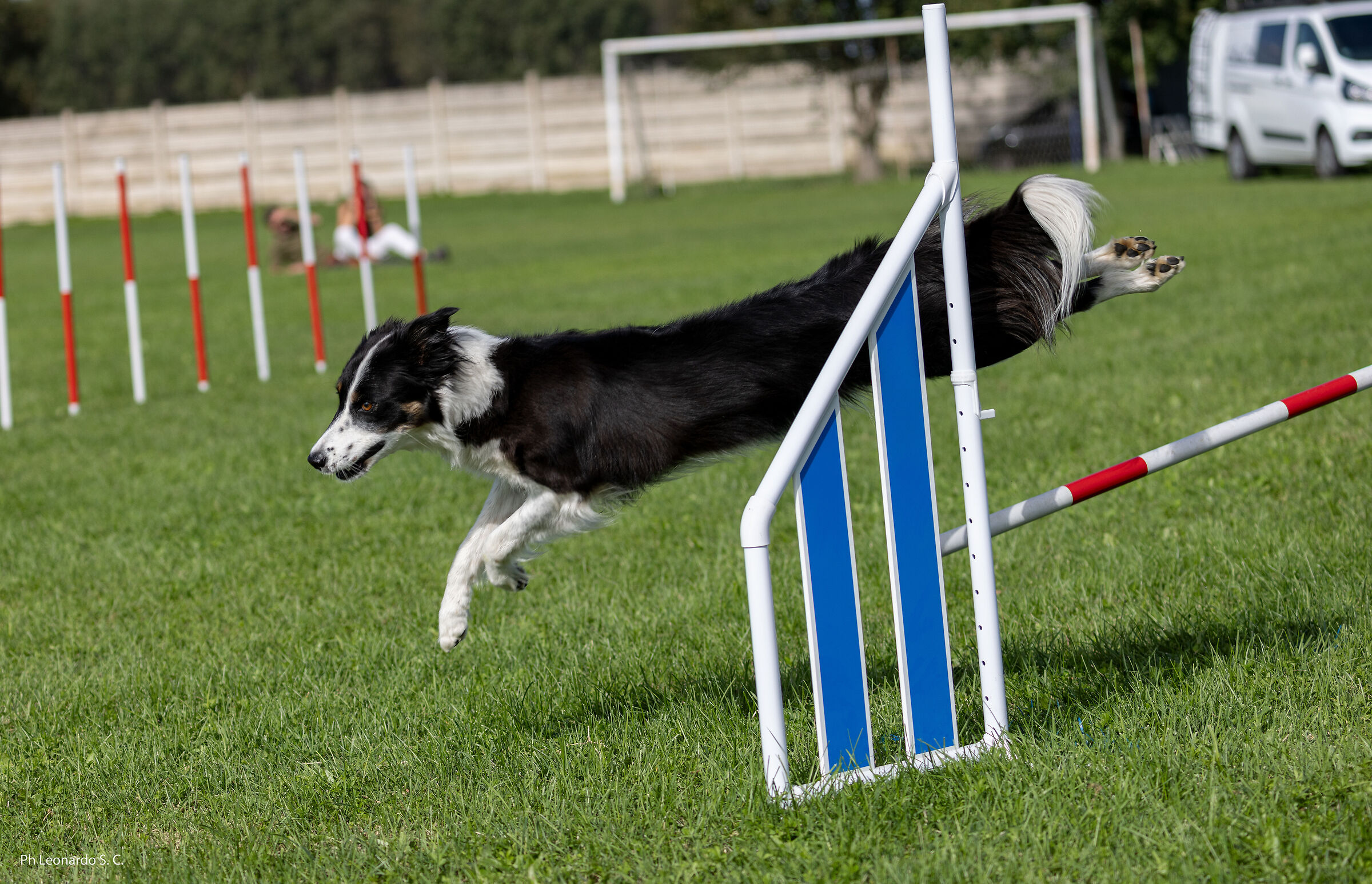 agility dog