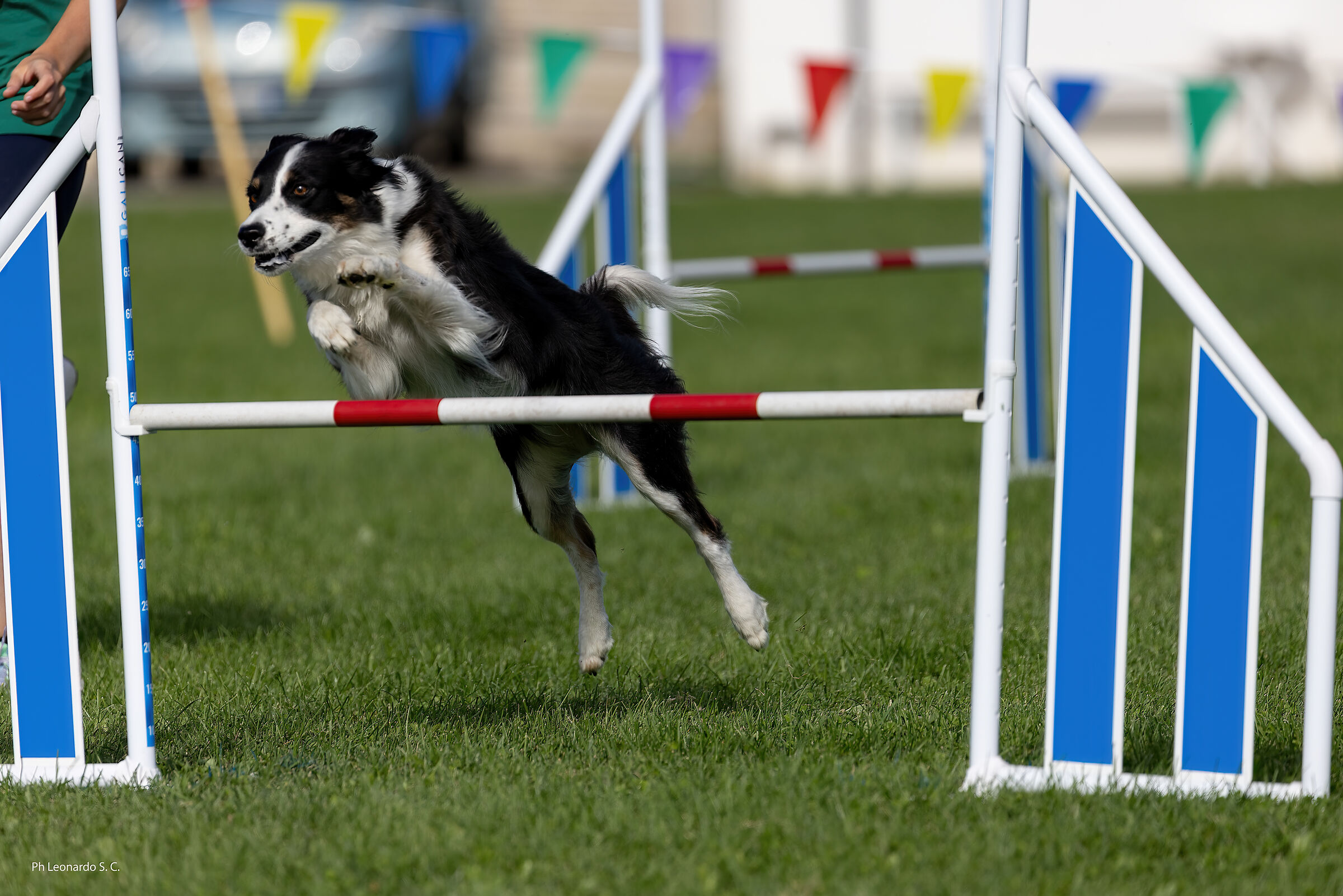 agility dog
