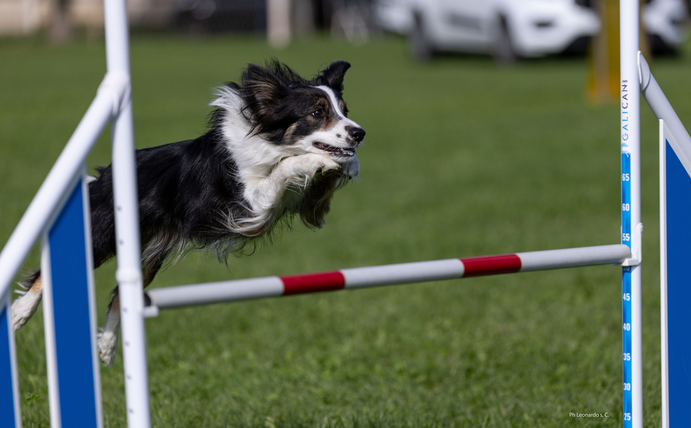agility dog