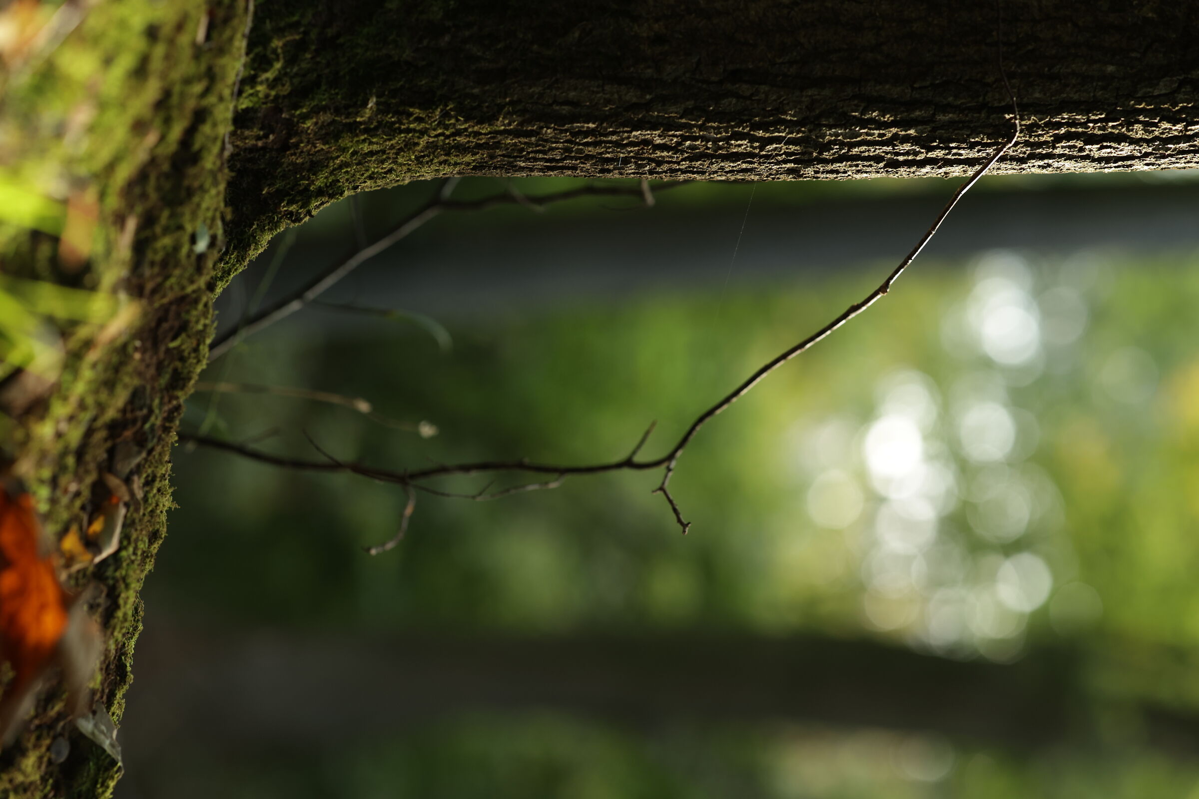 Bokeh