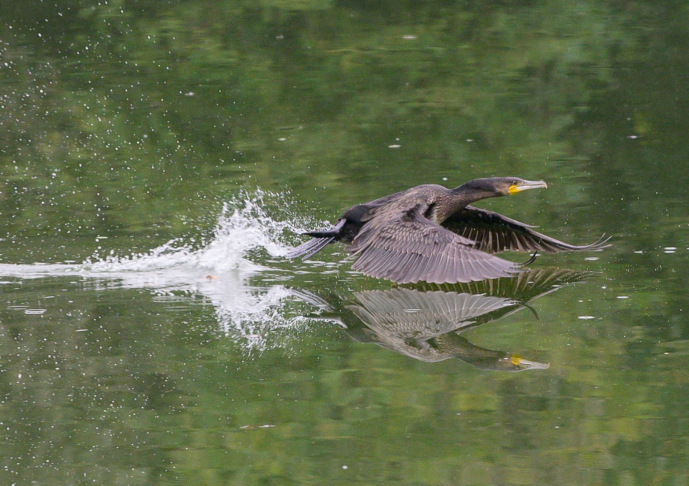Cormorano in decollo