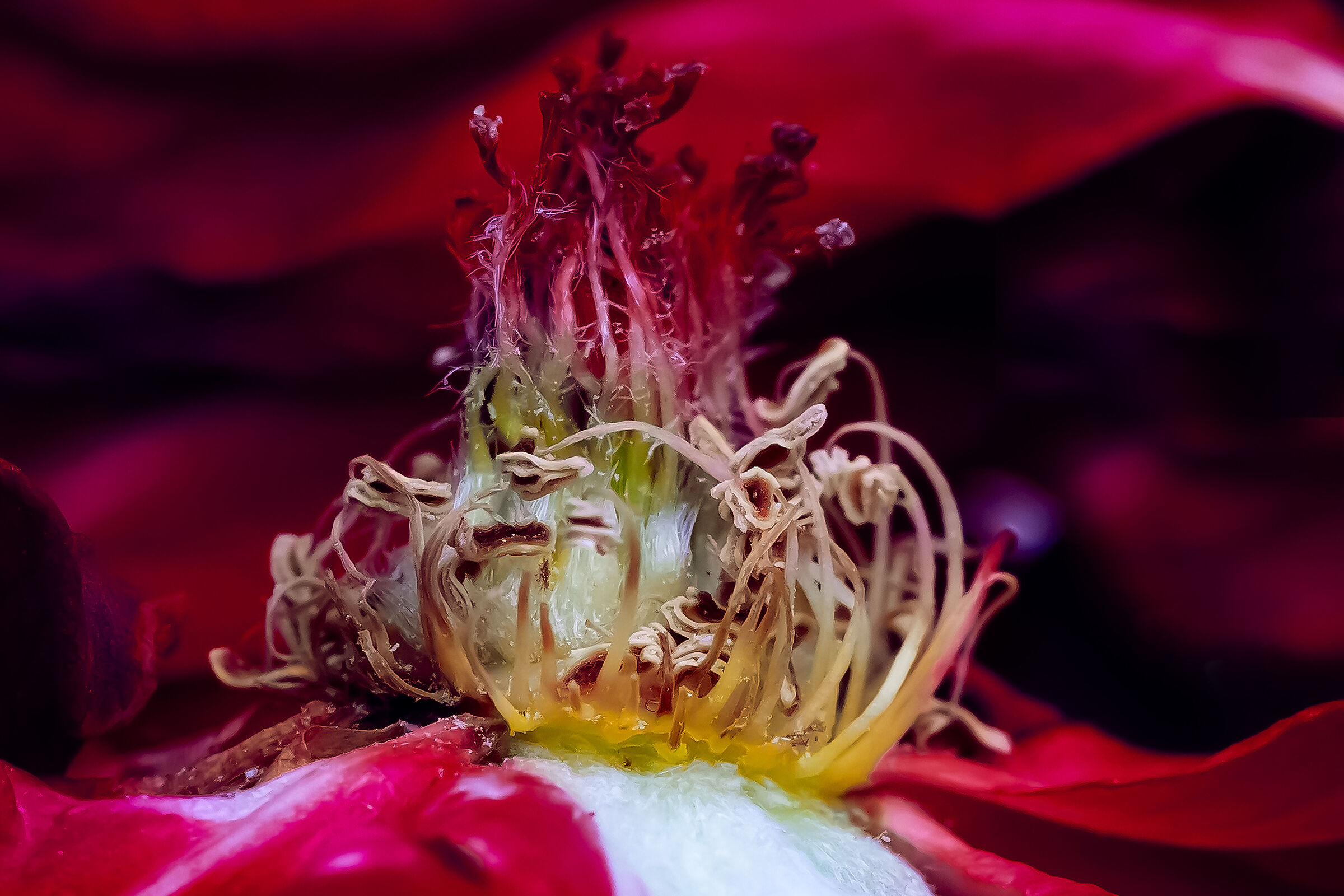 If they are Roses... They will wither...