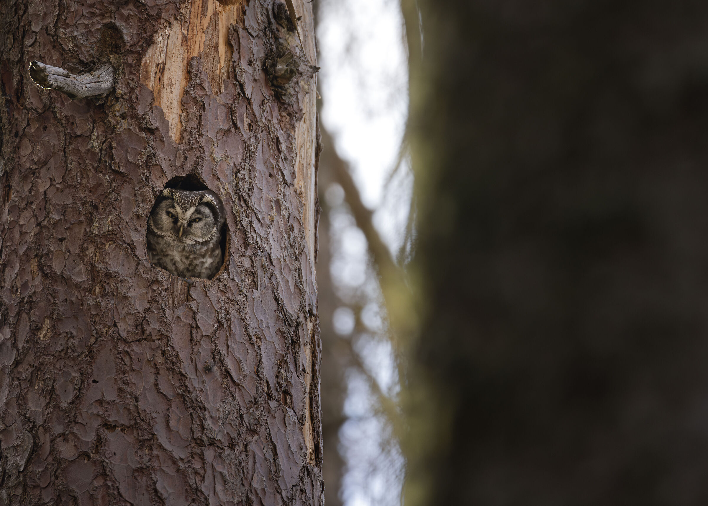 A window in the trees