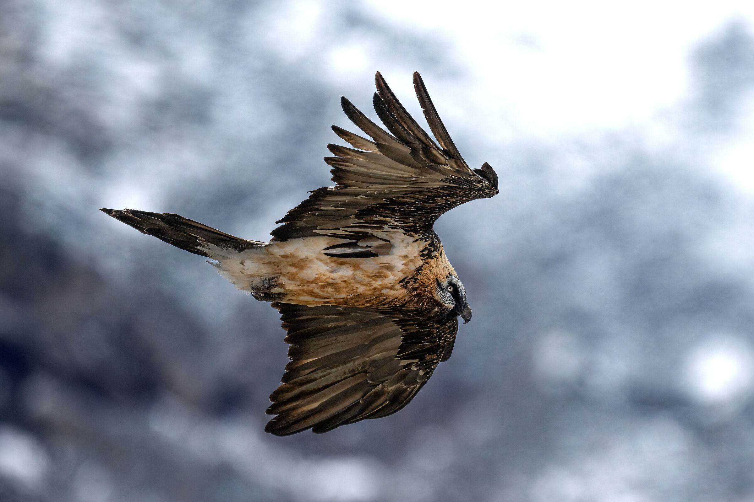 Gypaetus barbatus - Gran Paradiso National Park