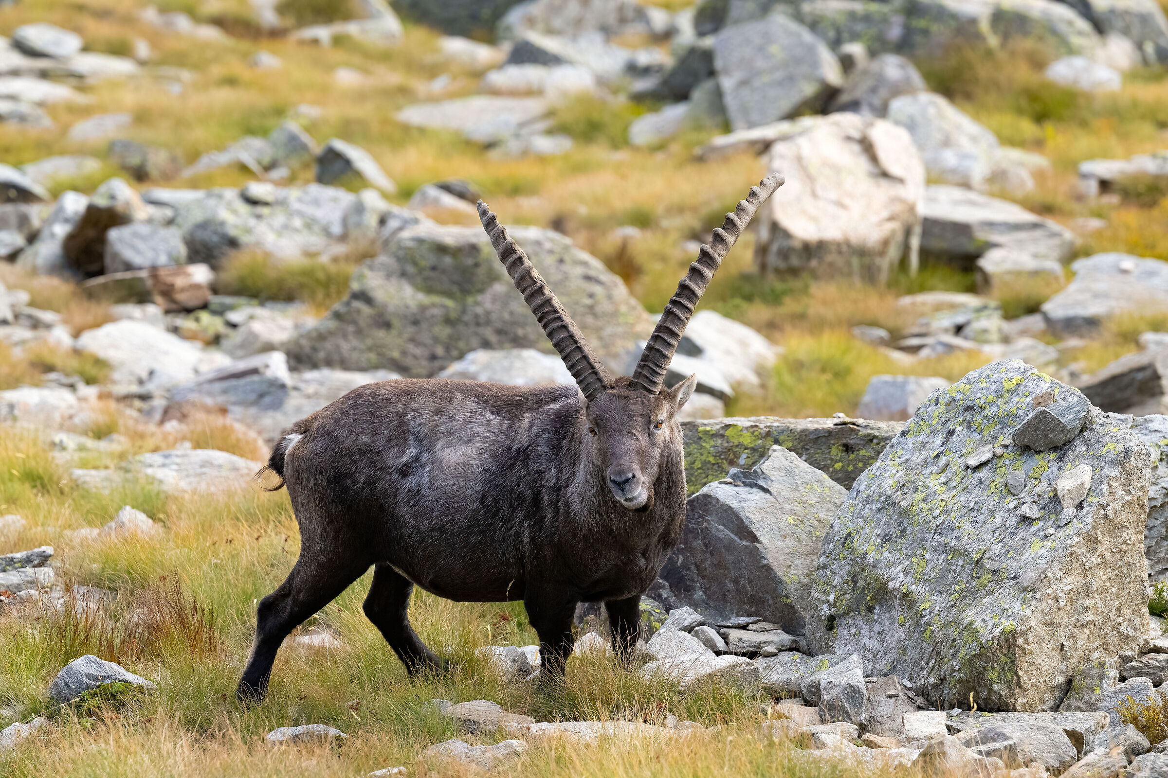 Stambecco - Parco Nazionale del Gran Paradiso