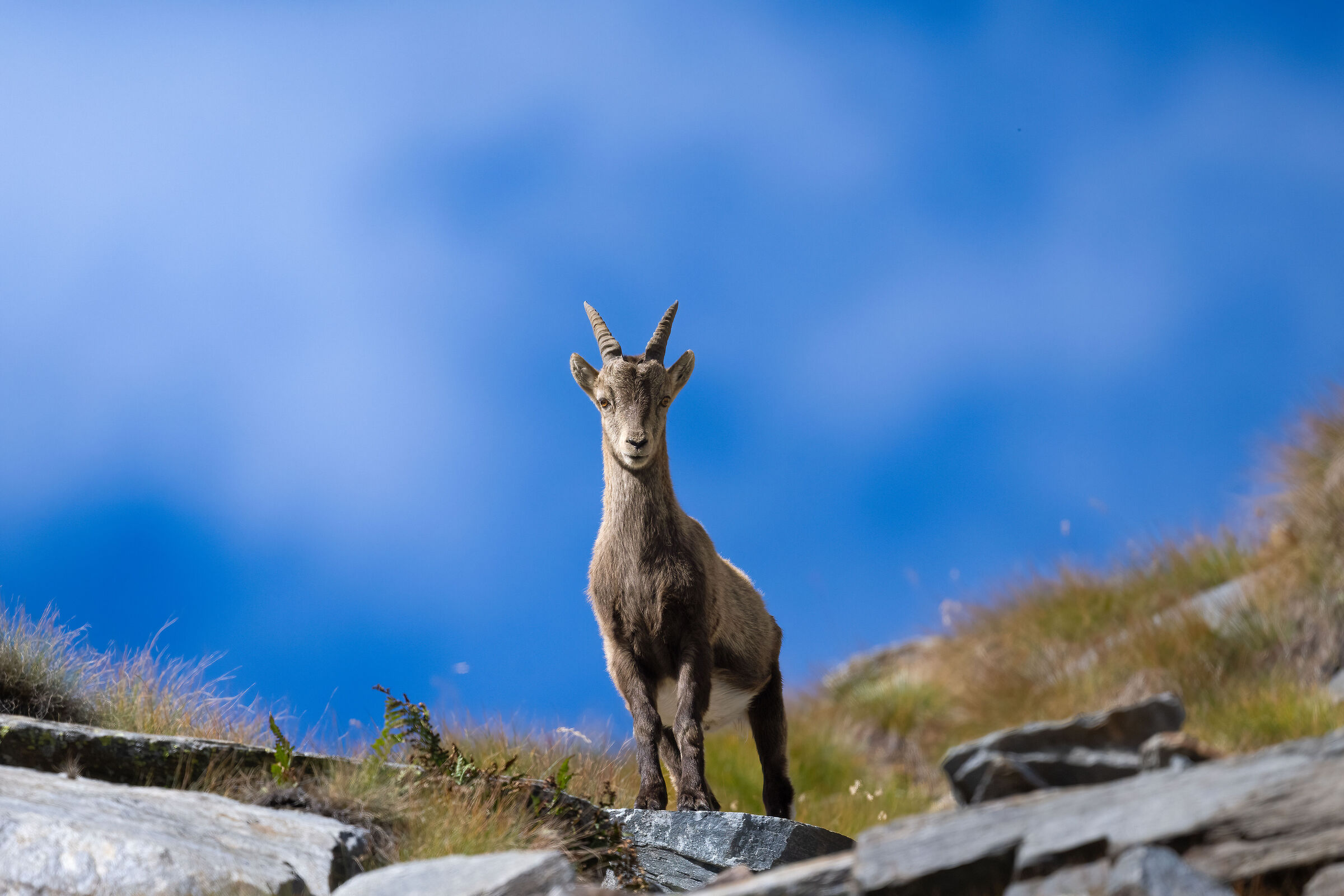 Stambecco - Parco Nazionale del Gran Paradiso