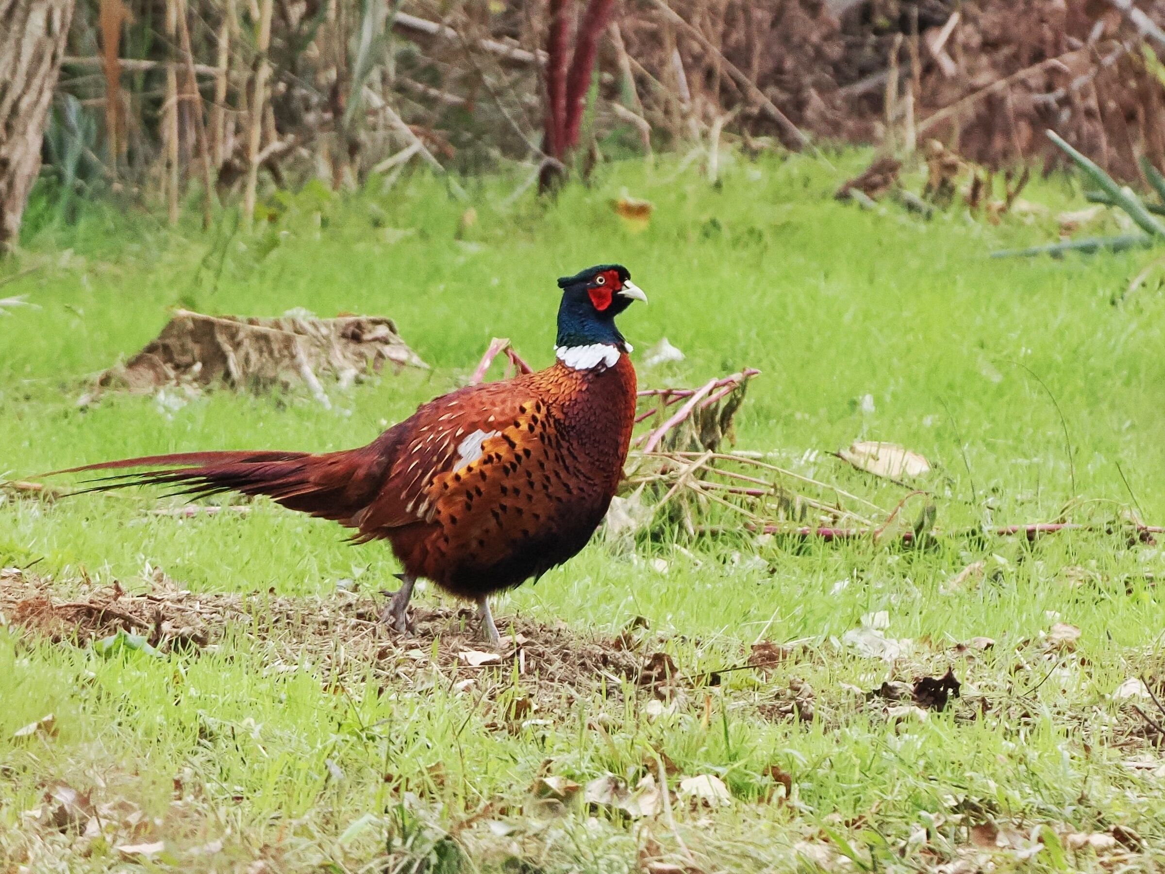 Common pheasant (Phasianus colchicus) ssp. torquatus