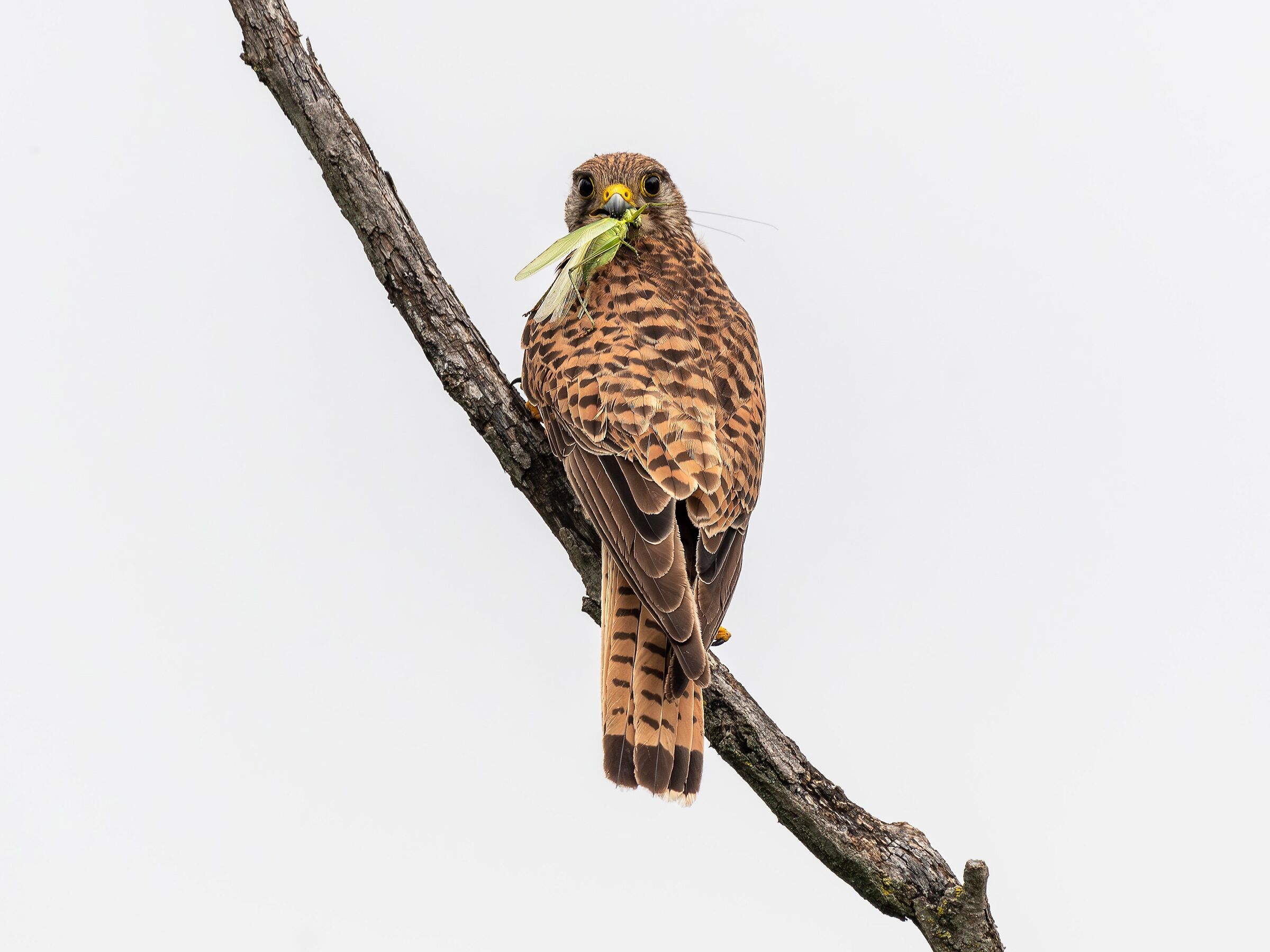 Gheppio (Falco tinnunculus)