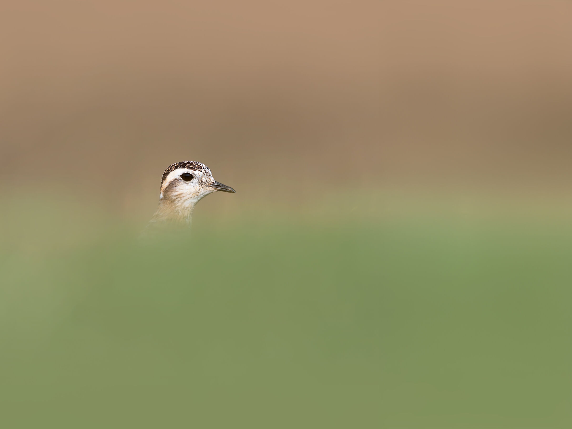 Piviere tortolino (Charadrius morinellus)