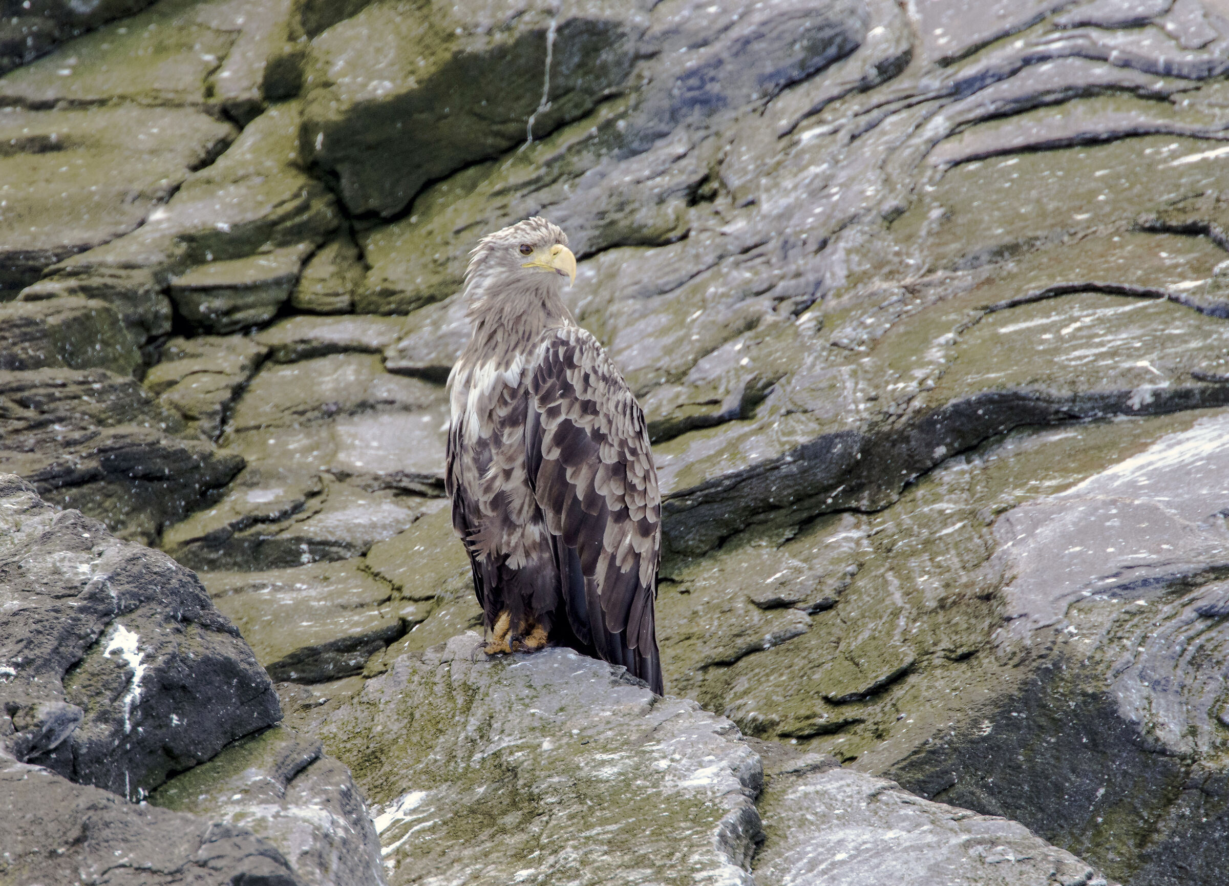 White-tailed Sea Eagle (Norway)