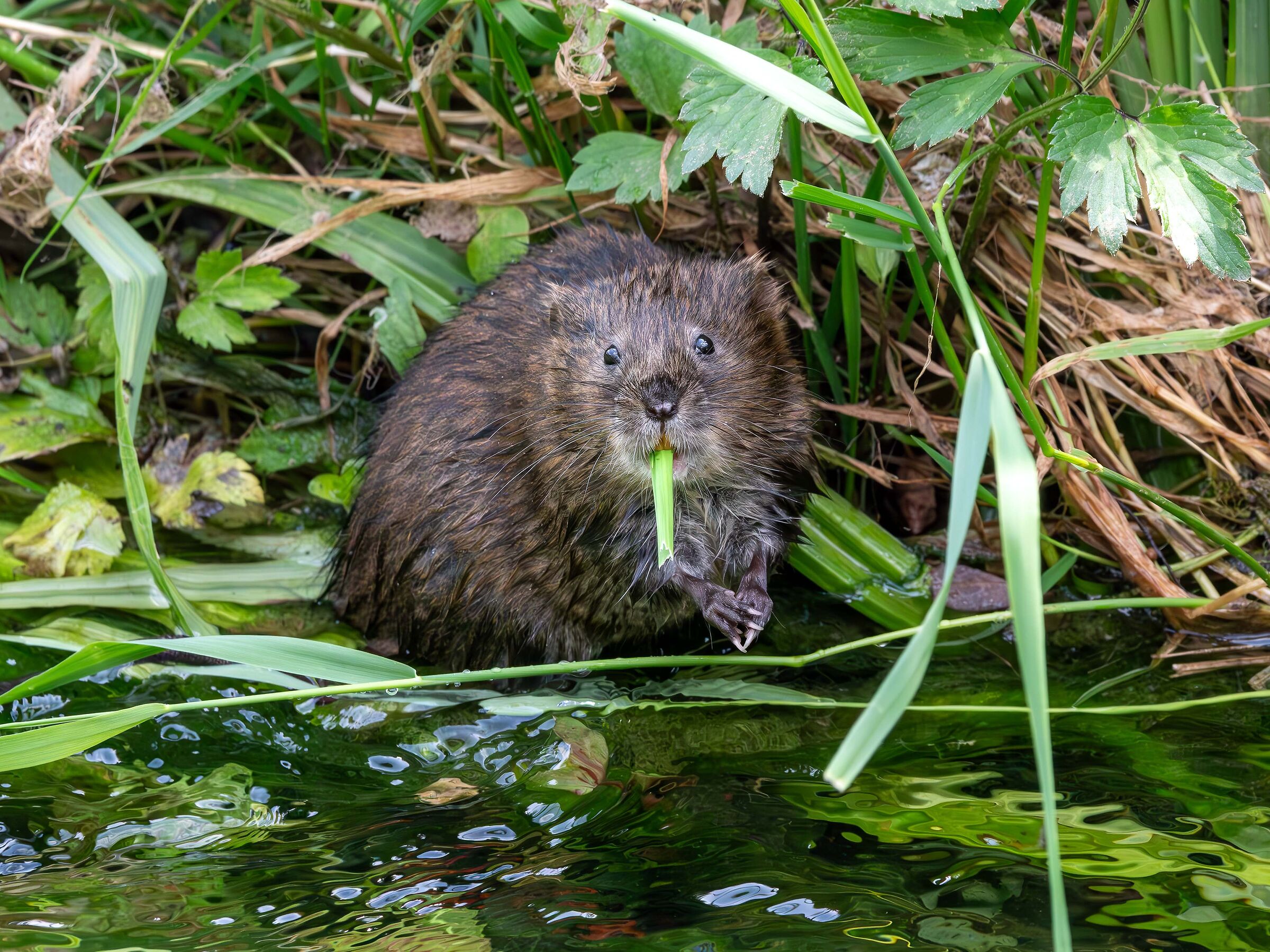Arvicola acquatica (Arvicola italicus)