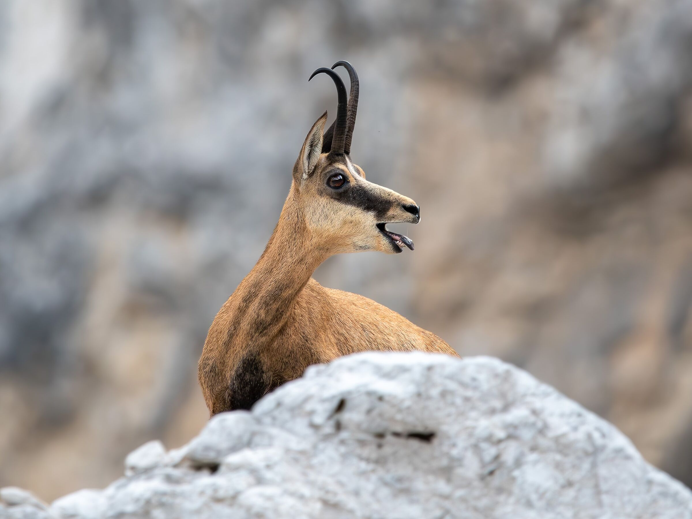 Camoscio (Rupicapra rupicapra)
