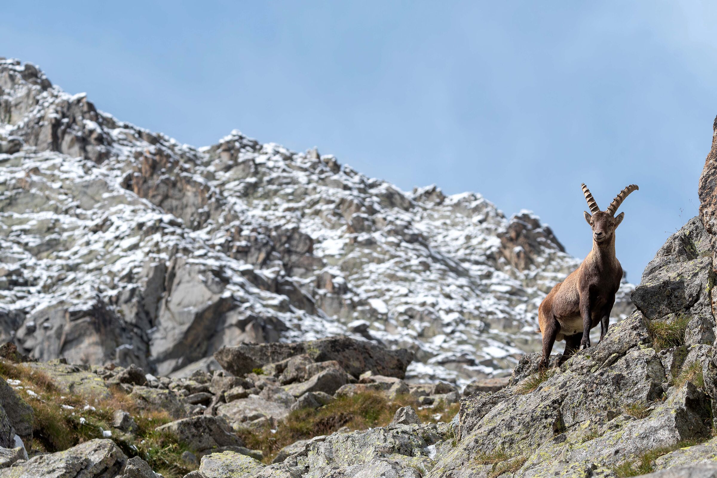 Stambecco (Capra ibex)
