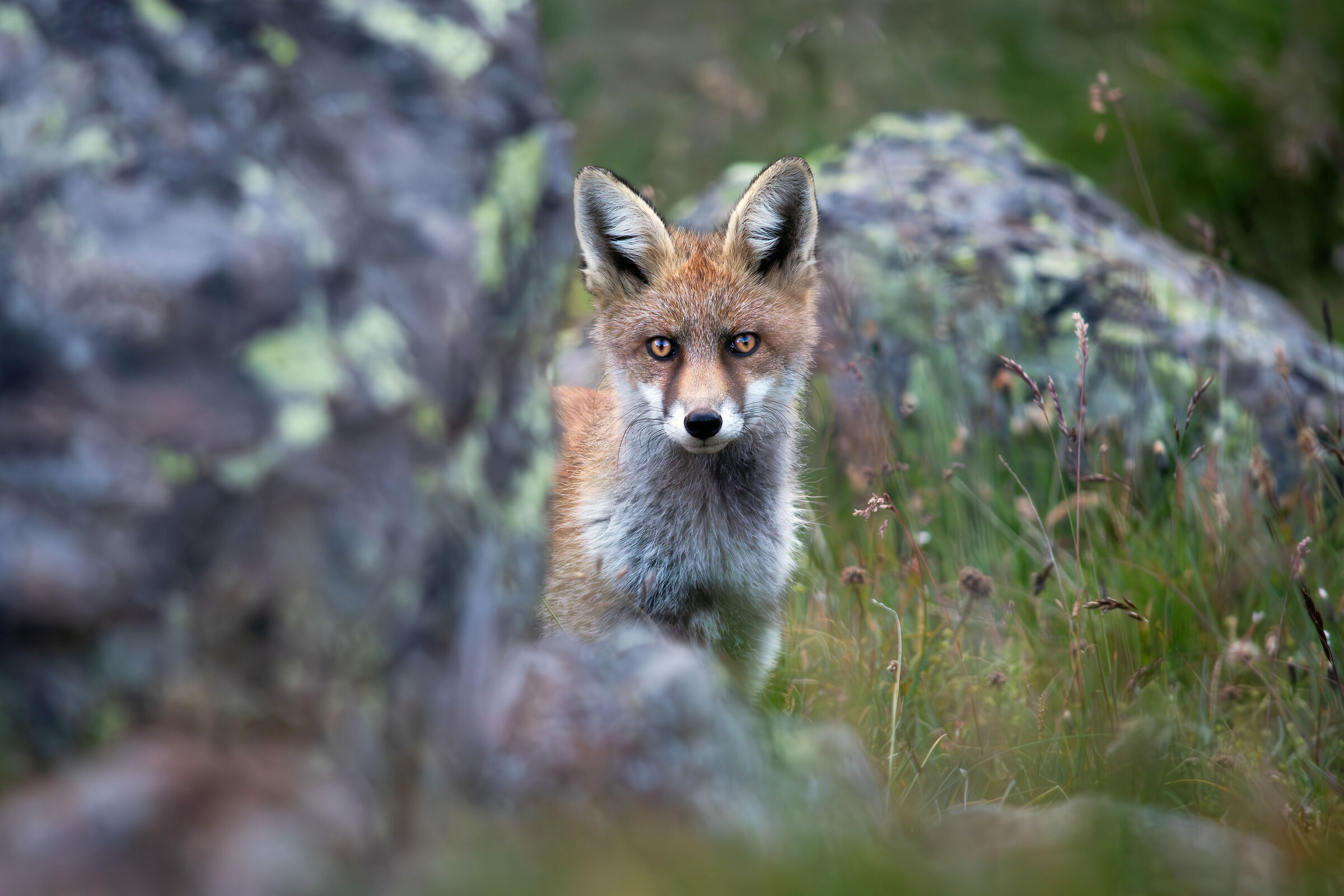 Fox (Vulpes vulpes)