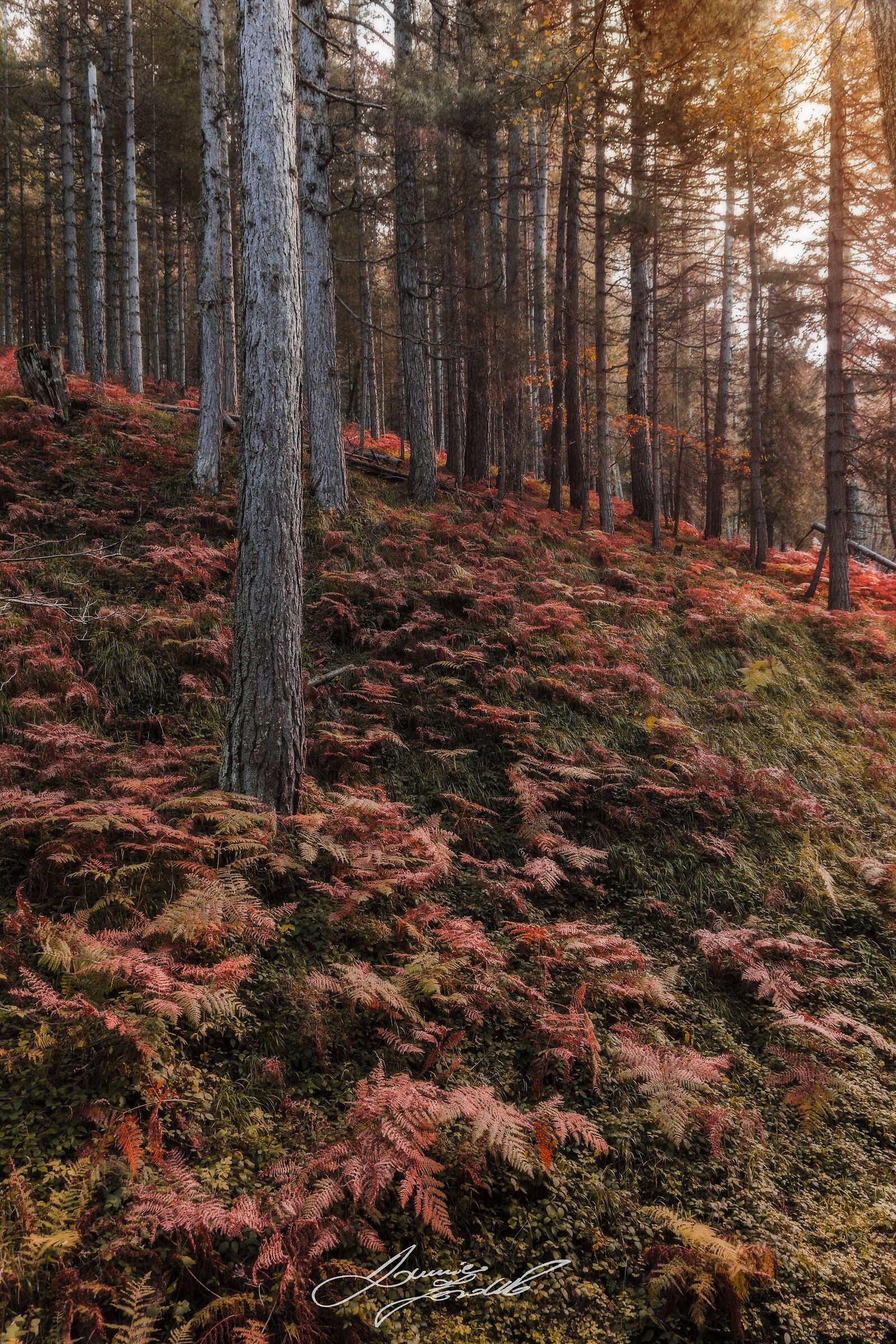 Carpet of ferns and pines