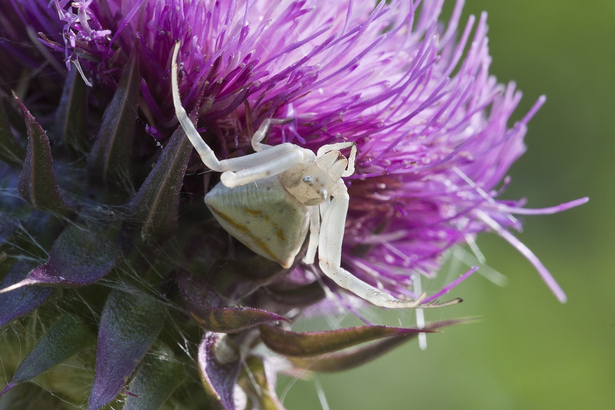 il mimetismo non è il suo forte