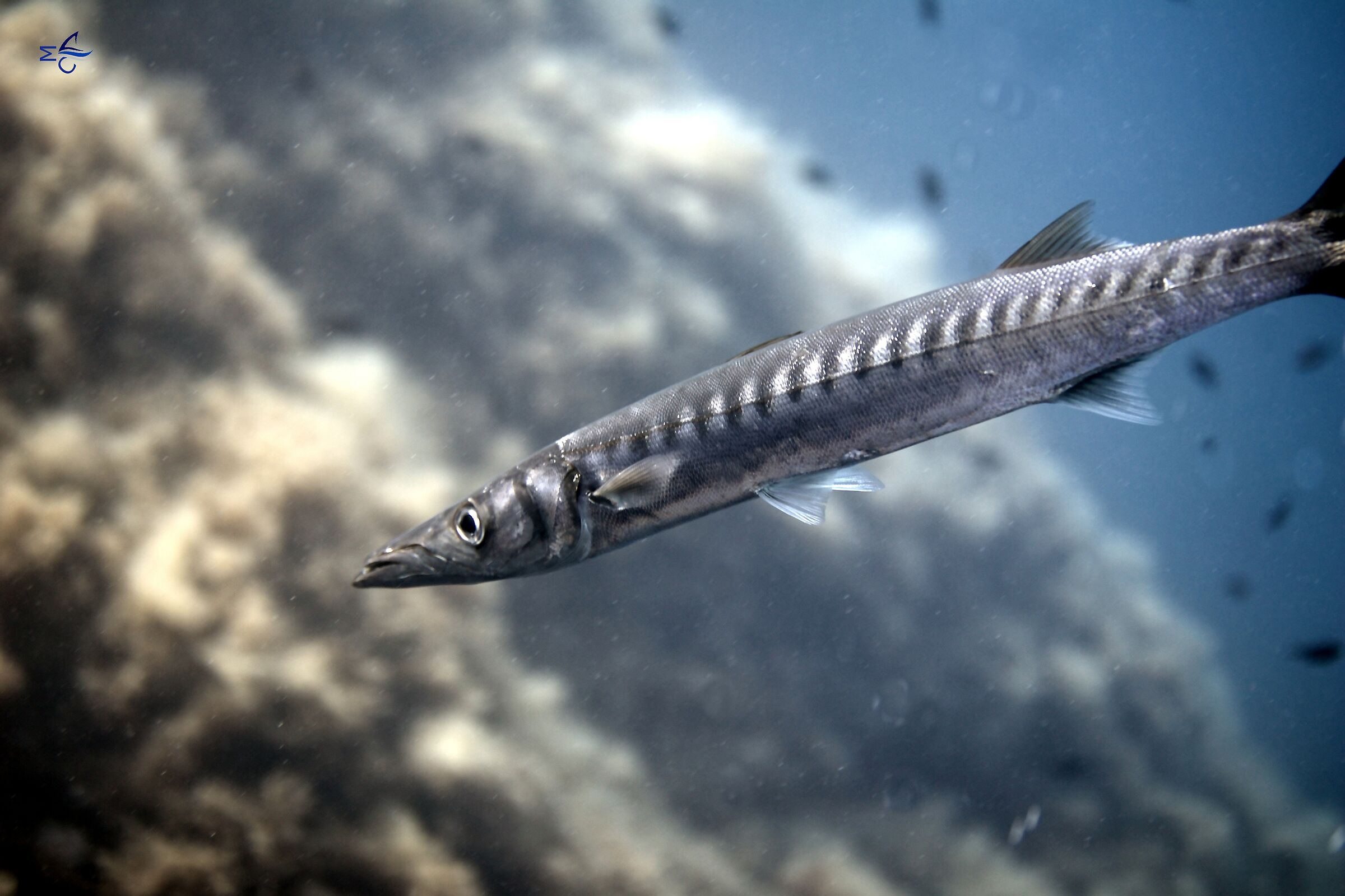 Barracuda without "cuda"