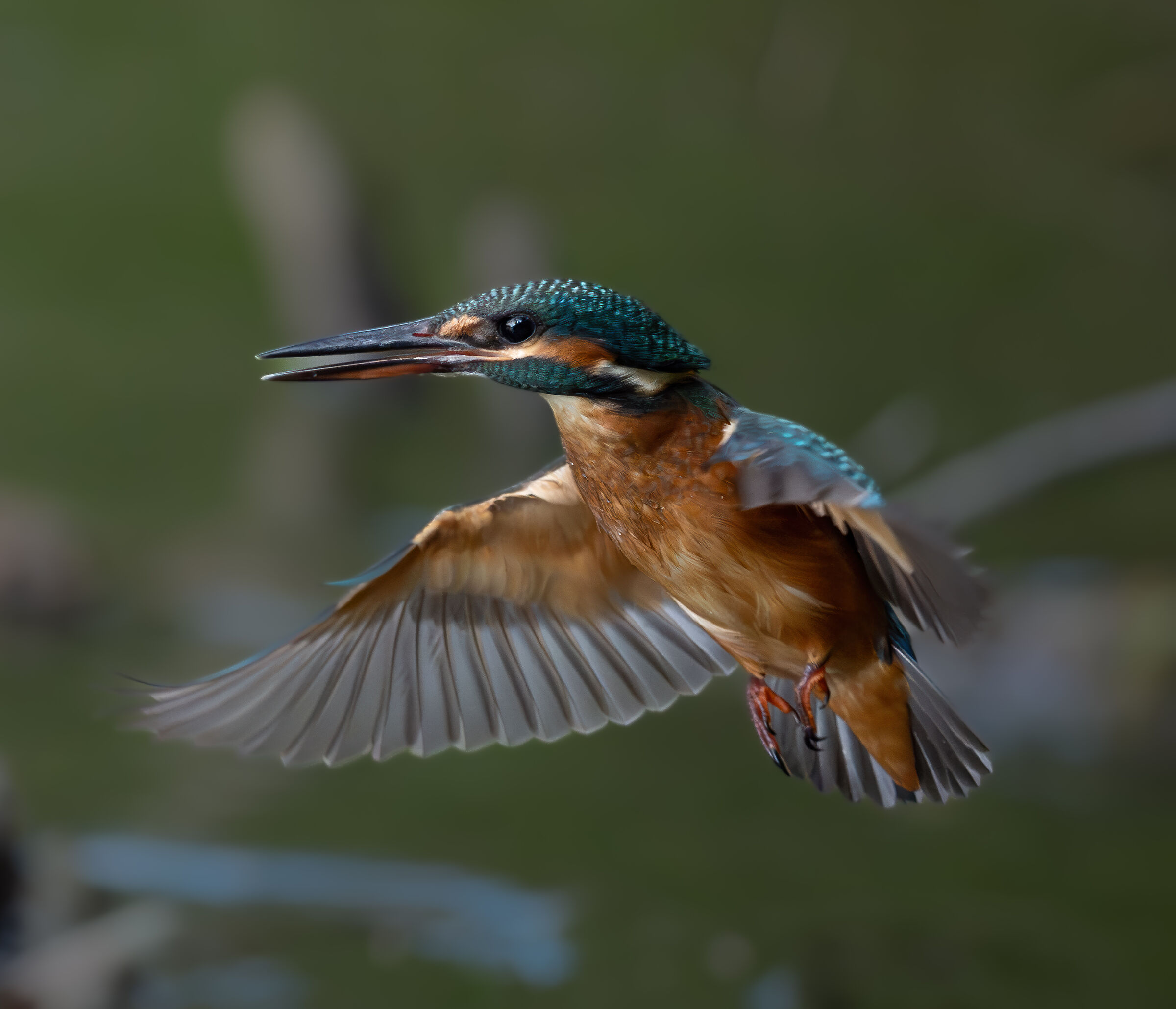 Martin in flight
