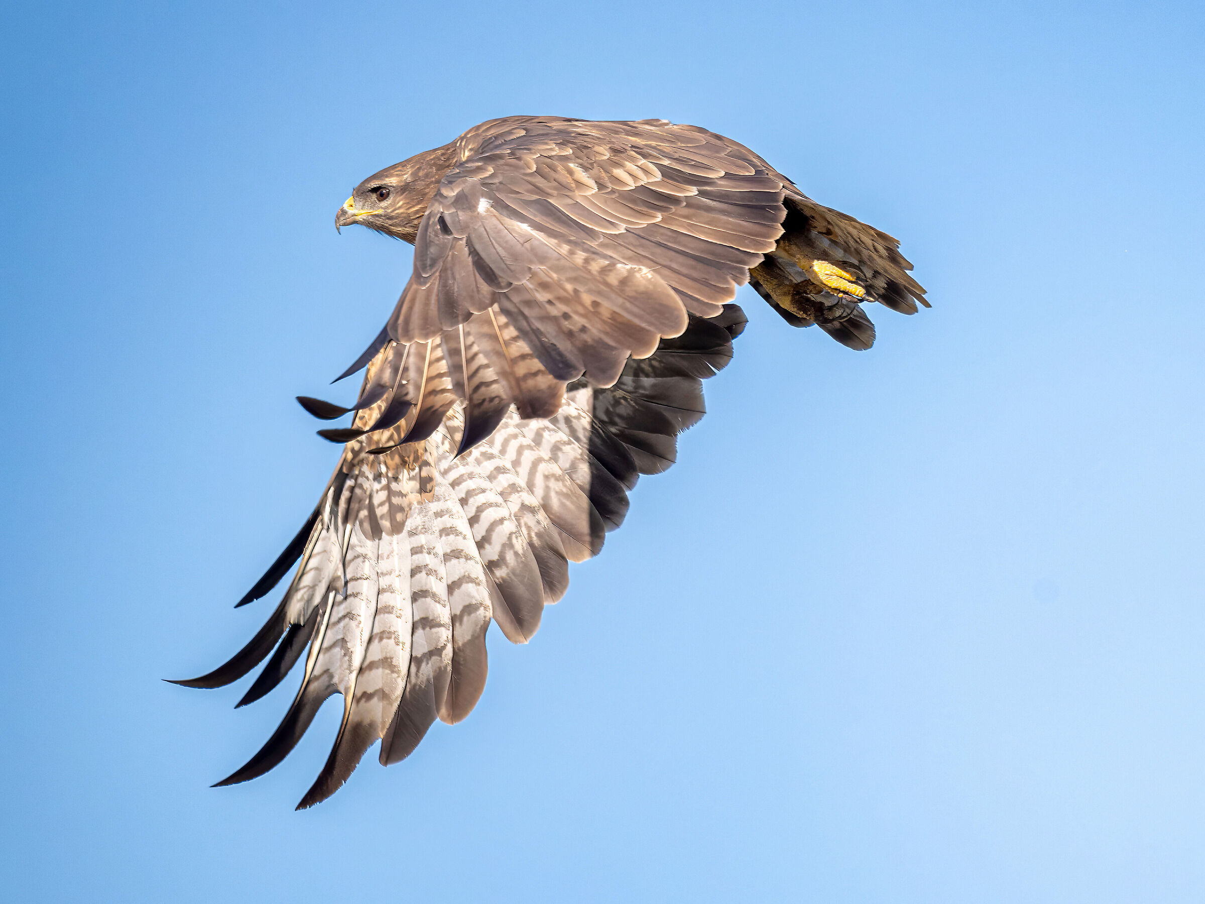 Buzzard in detachment