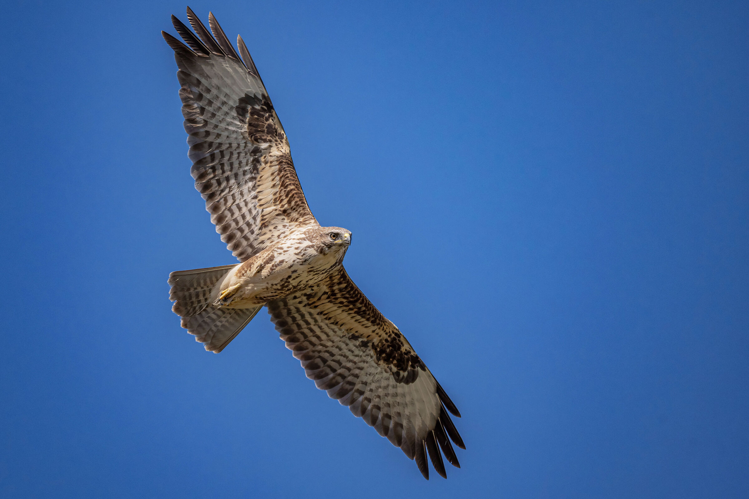 Buzzard in flight